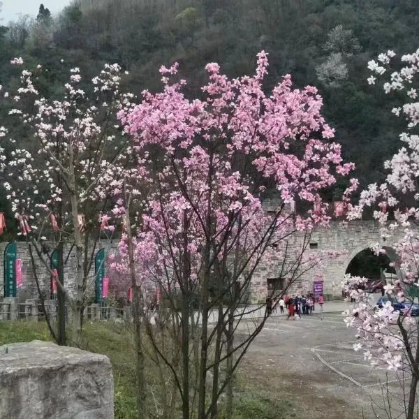 药王谷旅行图片 2