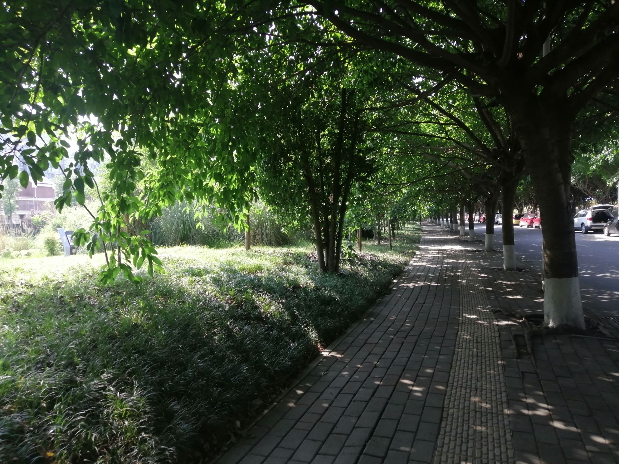 湿地公园旅行图片 1