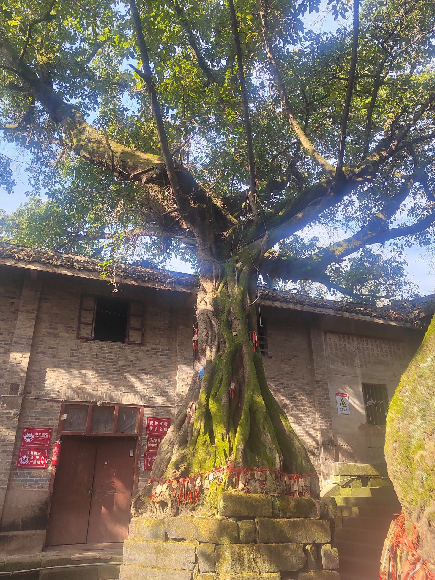 郪江古镇旅行图片 2