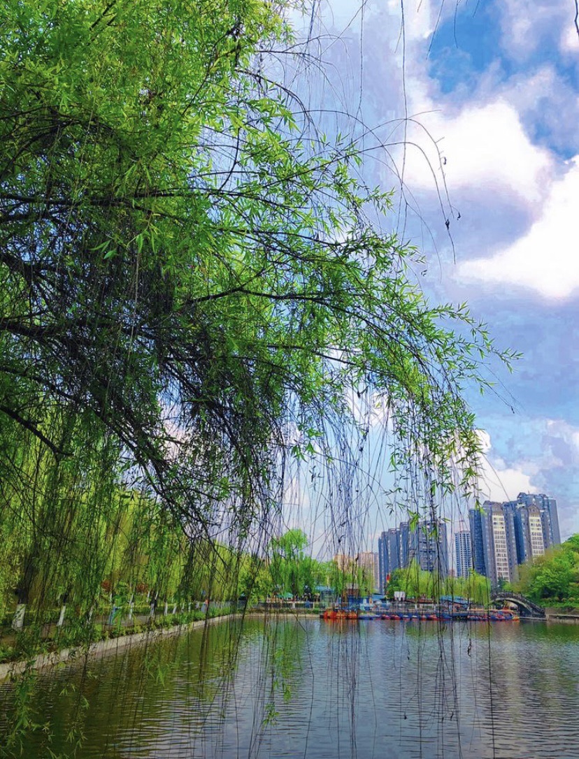 西月湖公园旅行图片 2