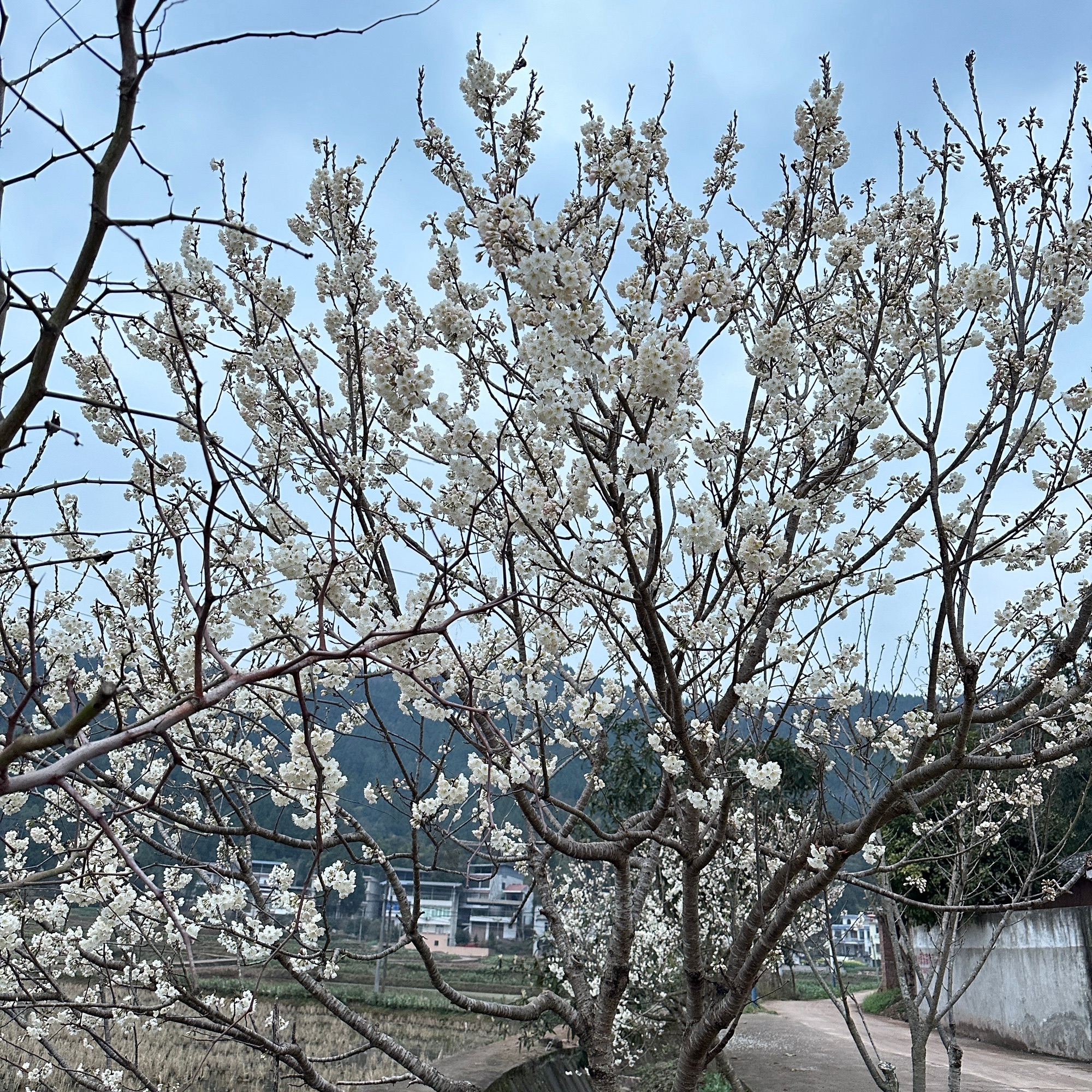 八尔湖旅游度假区旅行图片 1
