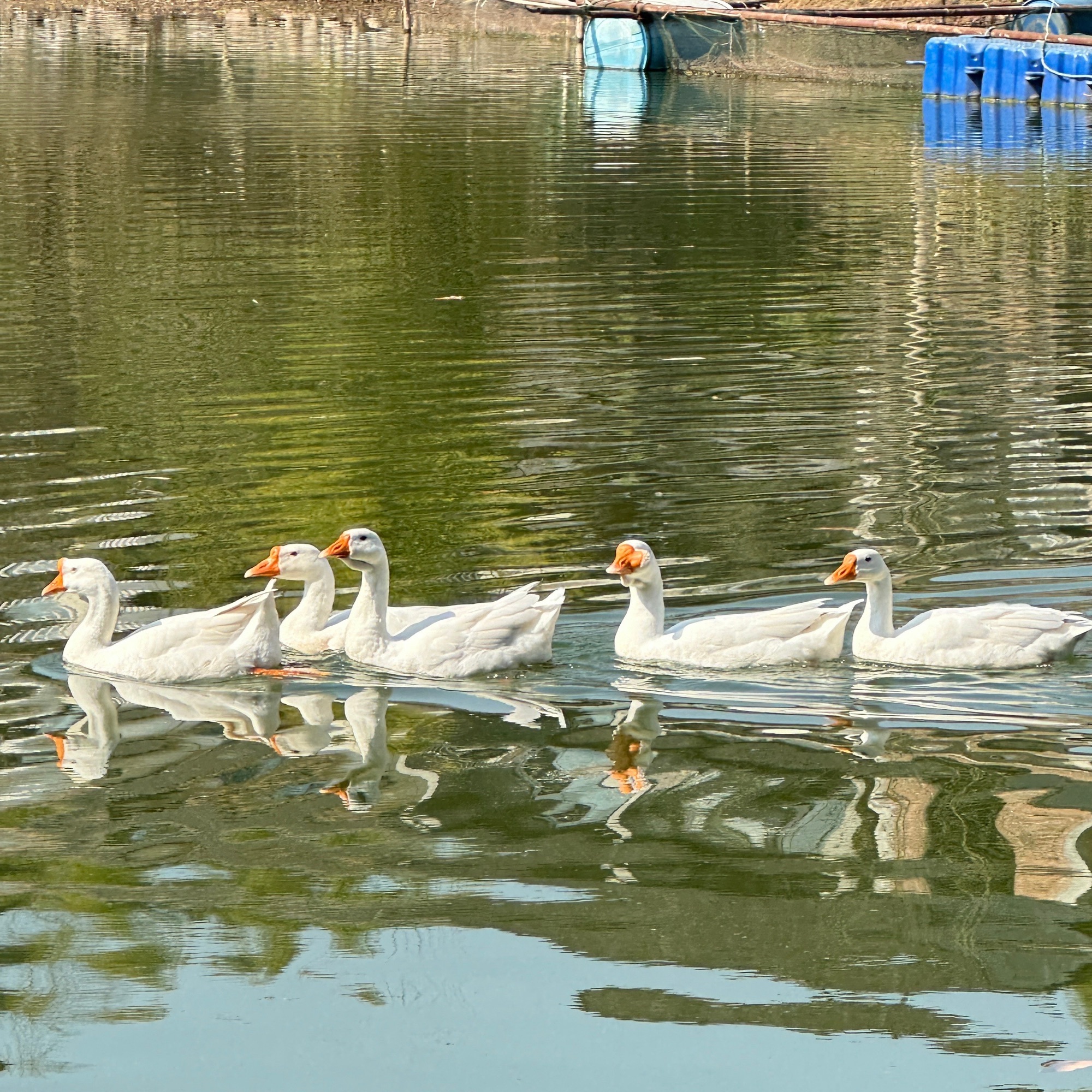 八尔湖旅游度假区旅行图片 2
