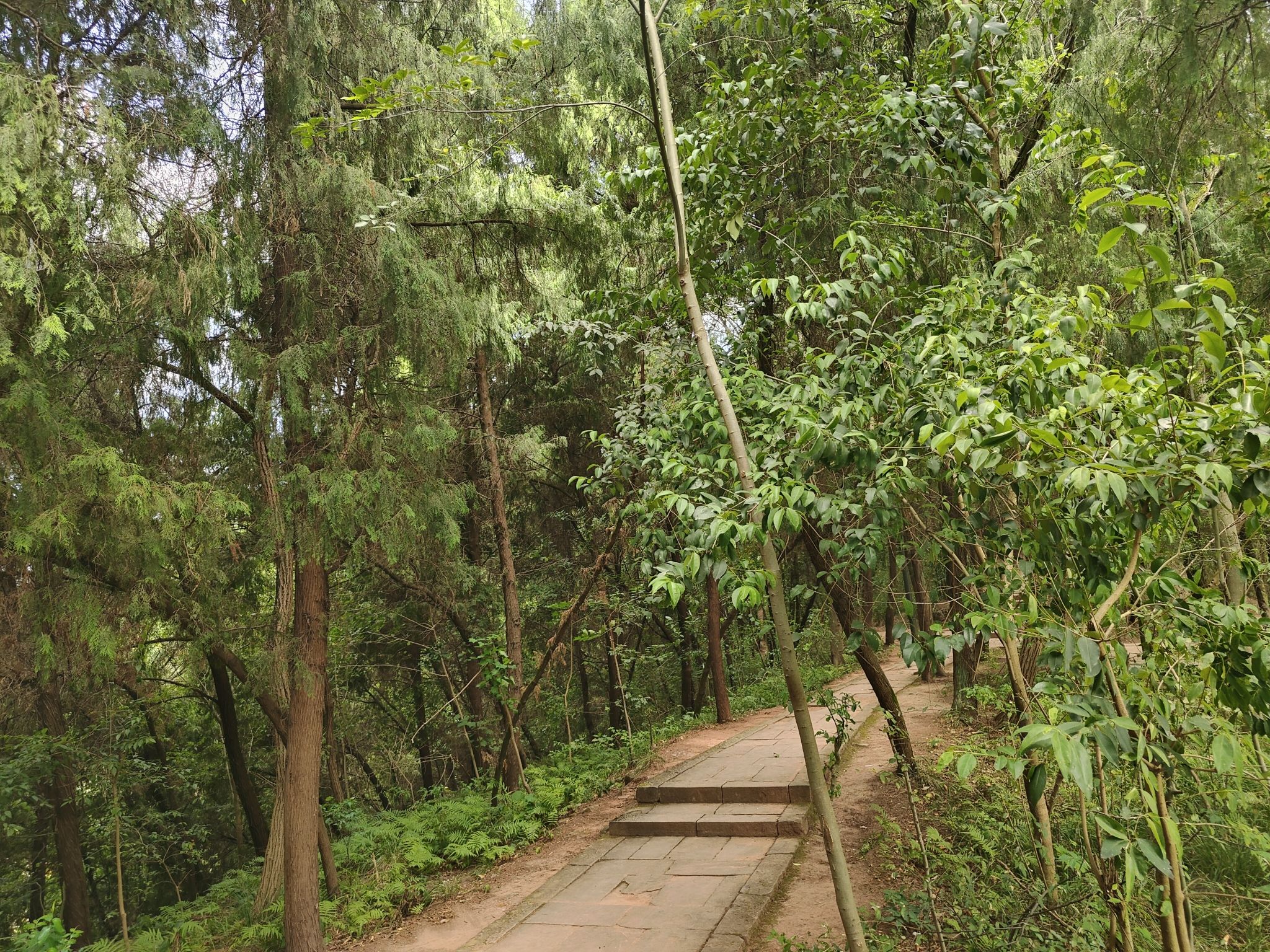化凤山森林公园旅行图片 2