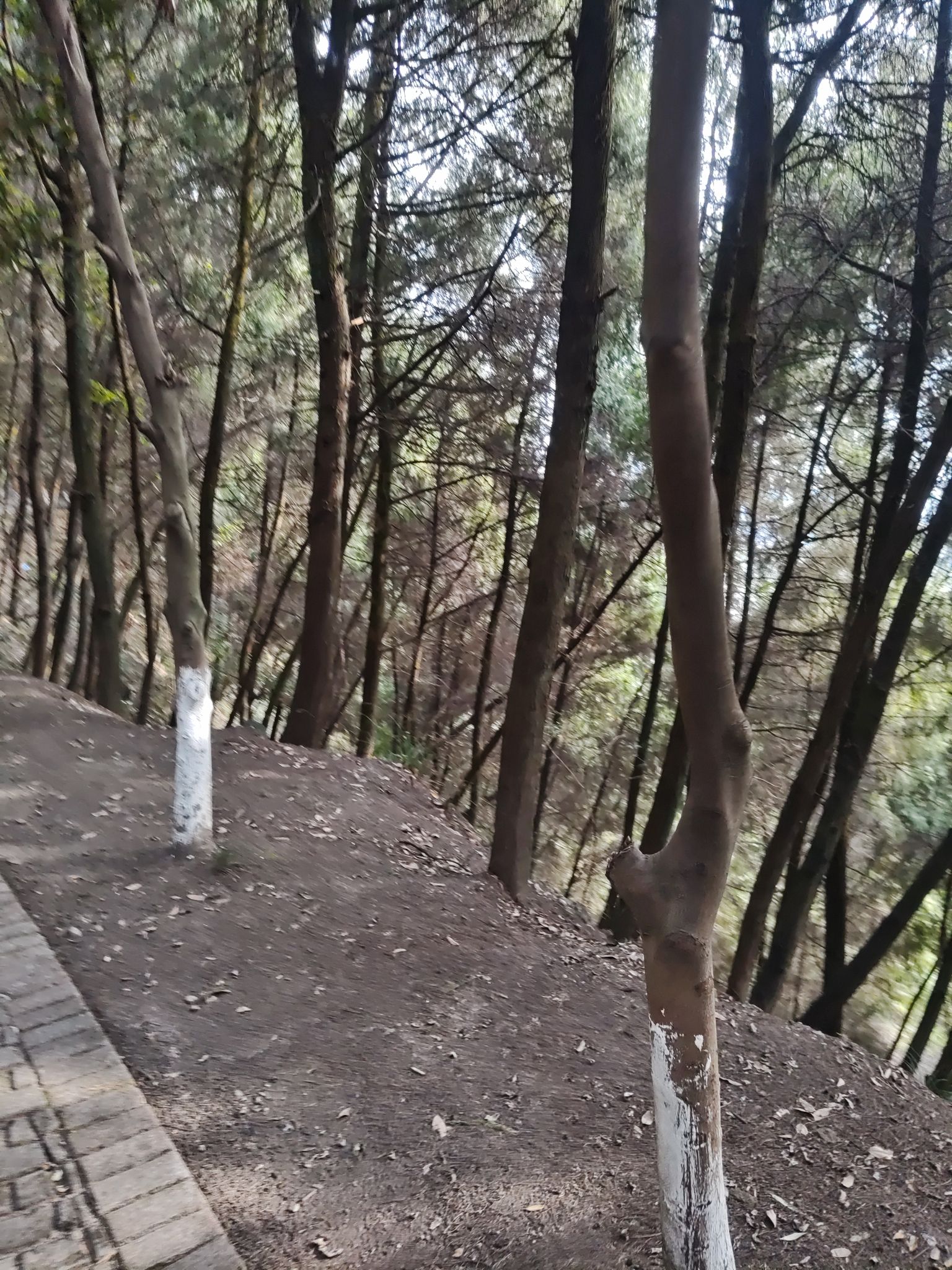 白塔公园旅行图片 2