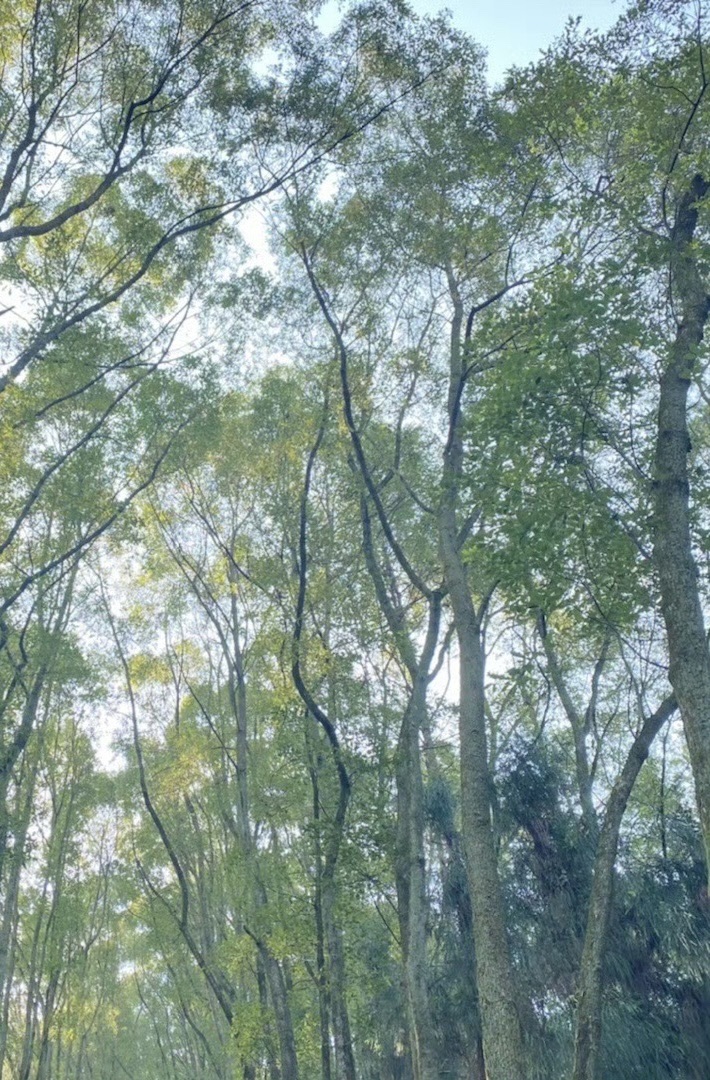 真佛山风景名胜区旅行图片 3
