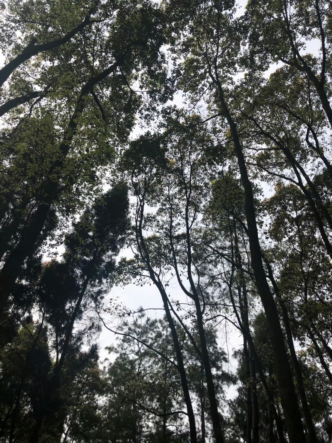 真佛山风景名胜区旅行图片 2