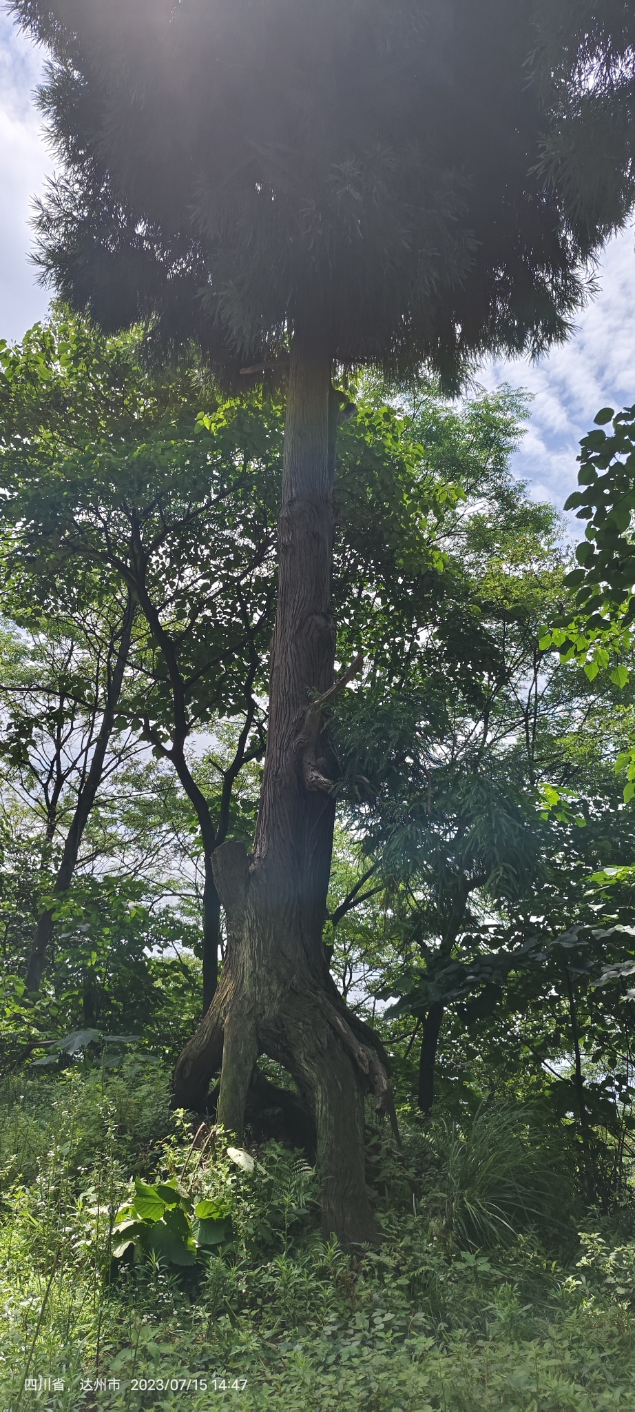 铁山国家森林公园旅行图片 2