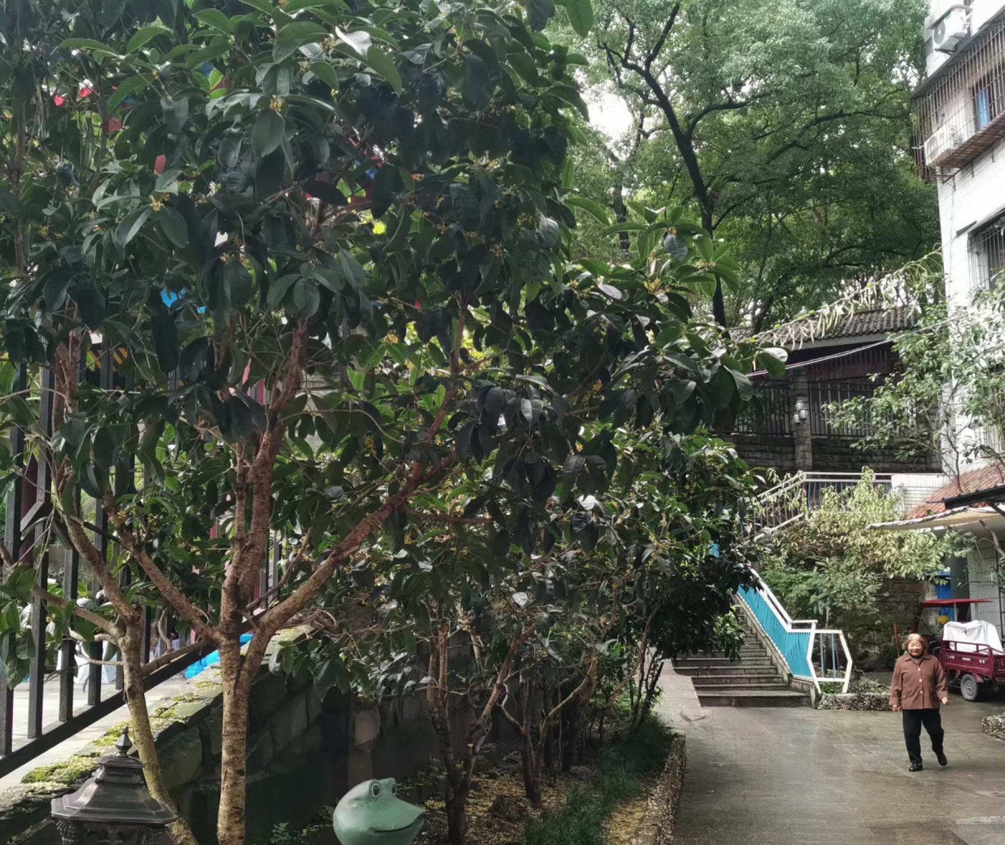 人民公园旅行图片 1