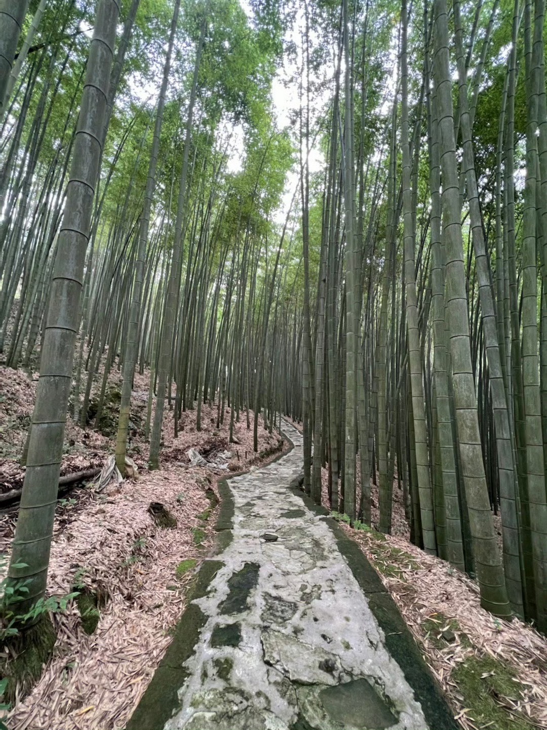 五峰山国家森林公园旅行图片 1