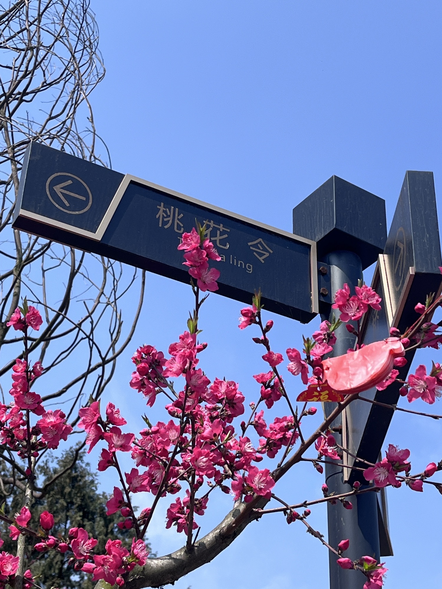 桃花山旅行图片 2