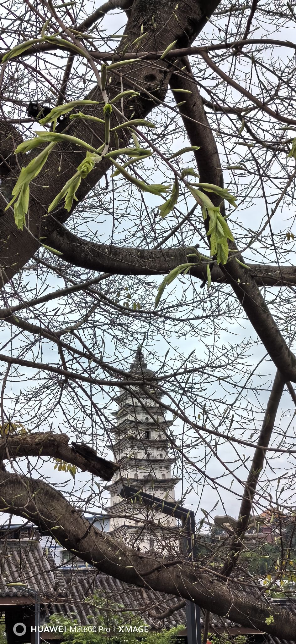 蓬溪白塔公园旅行图片 1