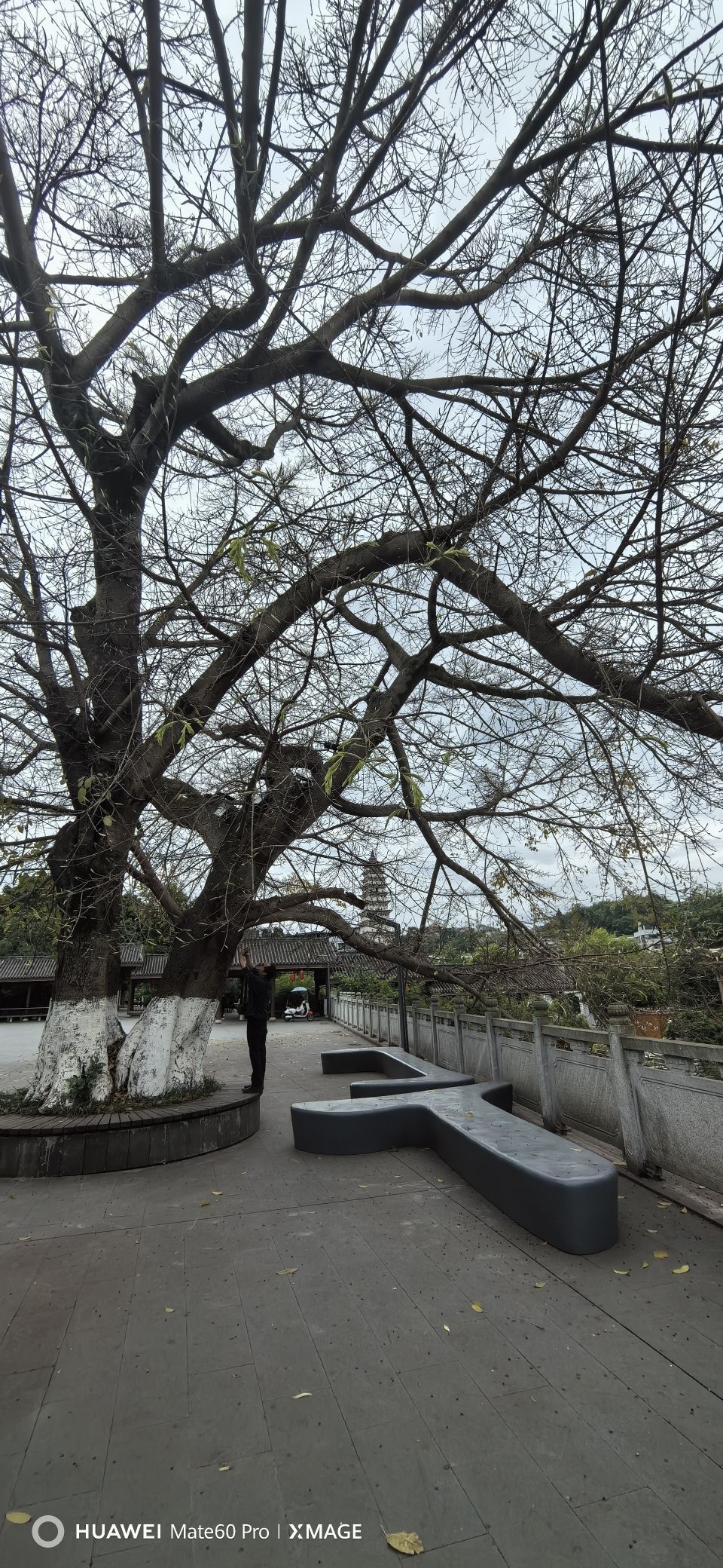 蓬溪白塔公园旅行图片 2