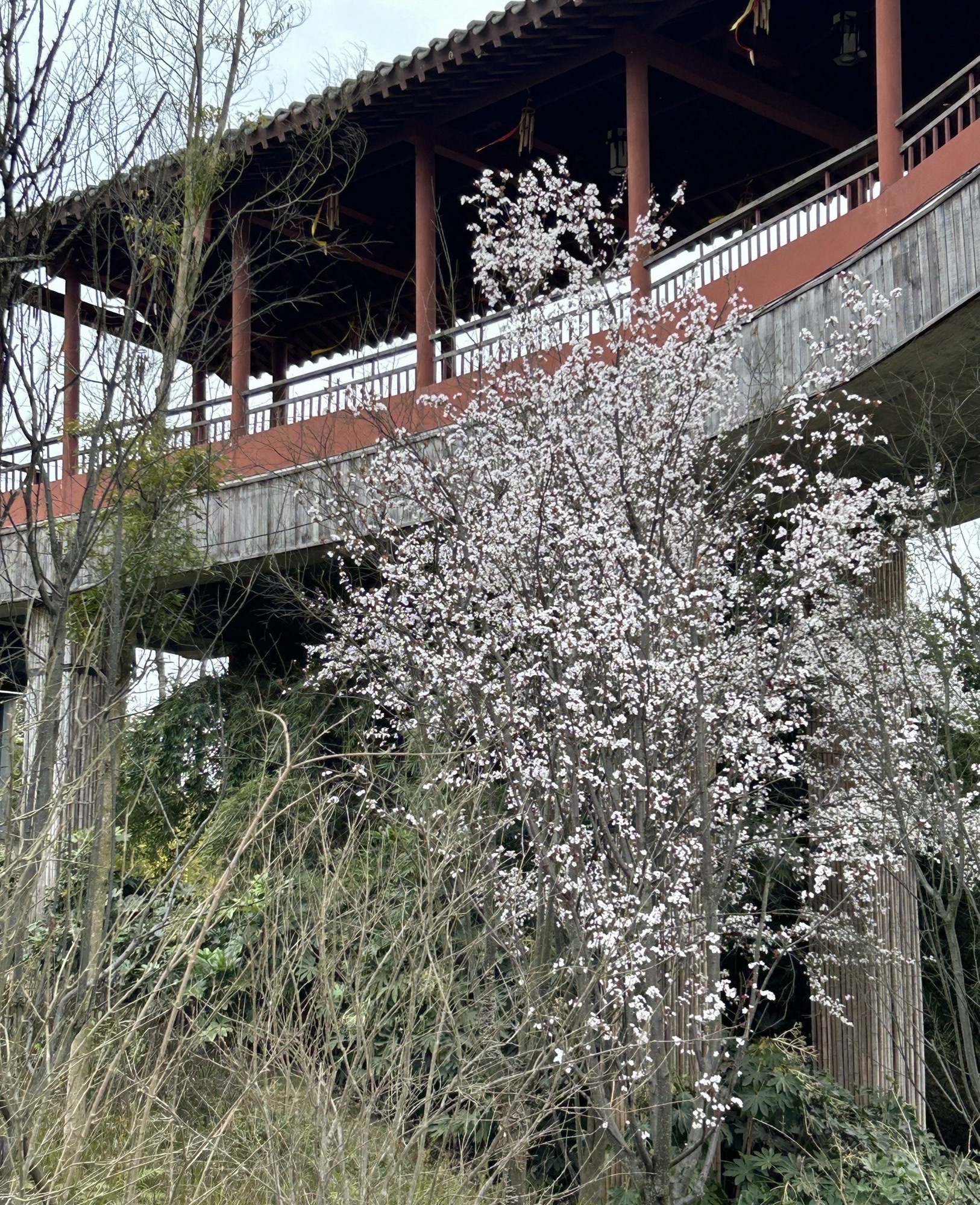 龙凤古镇旅行图片 2