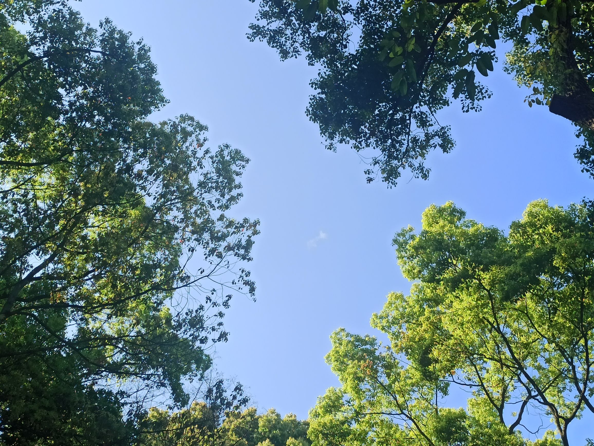 凤山公园旅行图片 1