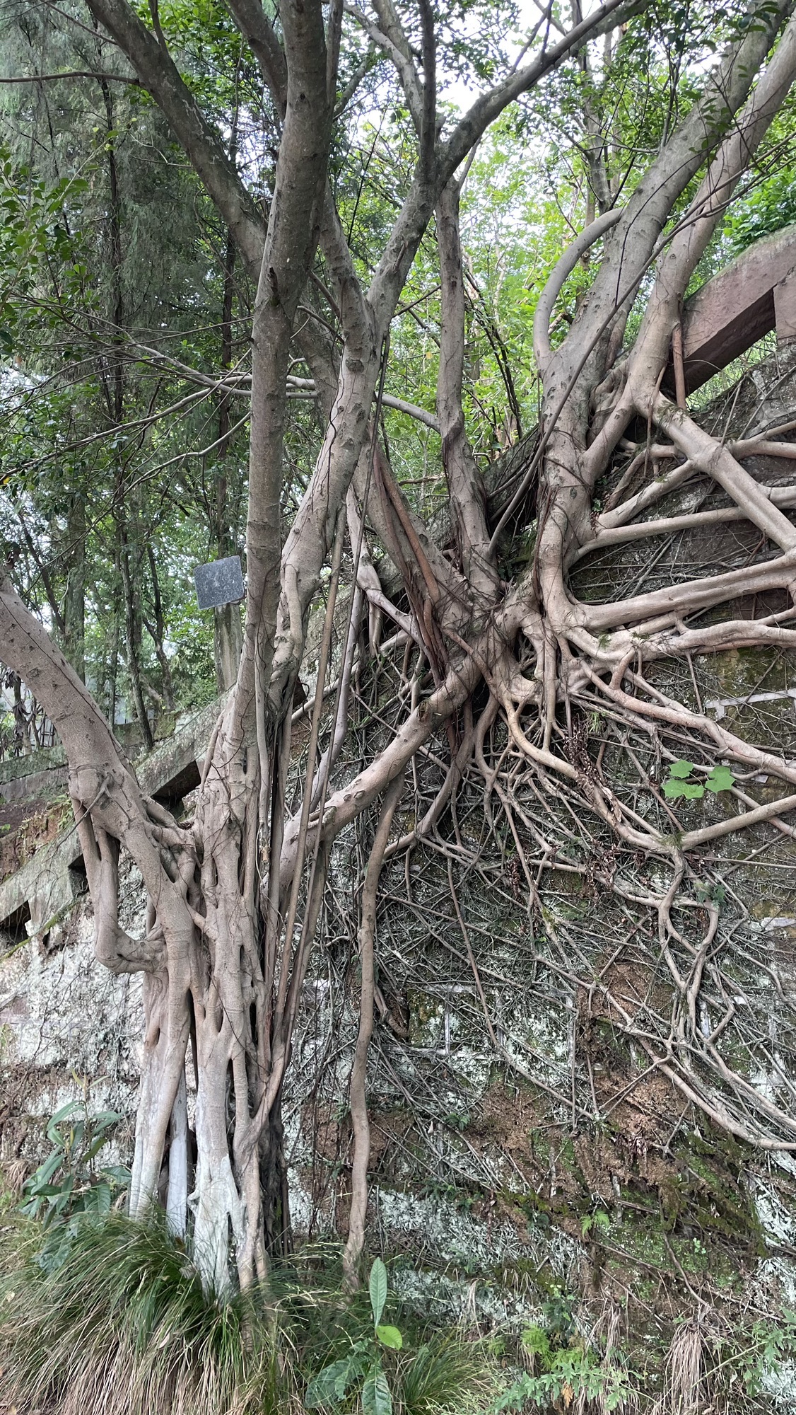 佛手山景区旅行图片 2