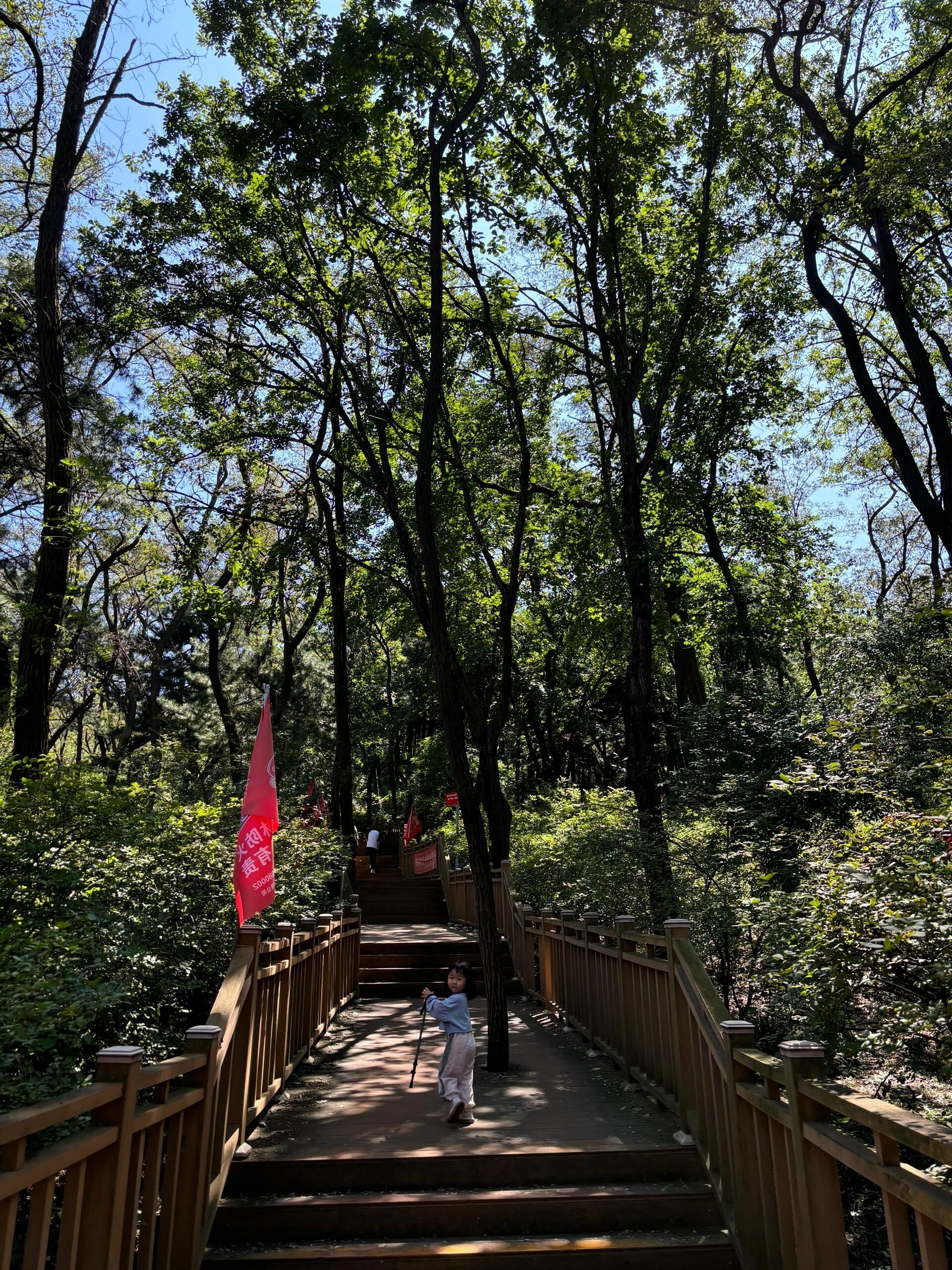 镇龙山国家森林公园旅行图片 2