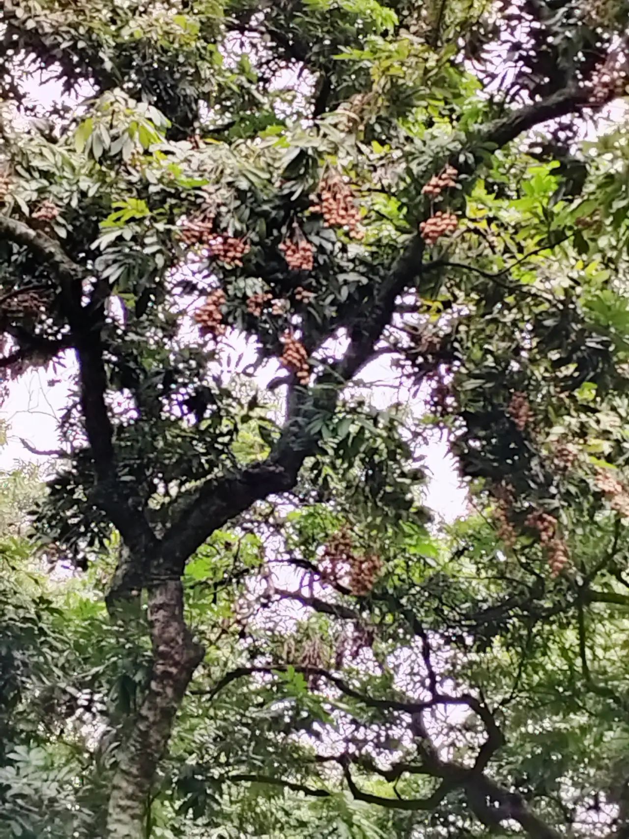 张坝桂圆林公园旅行图片 1