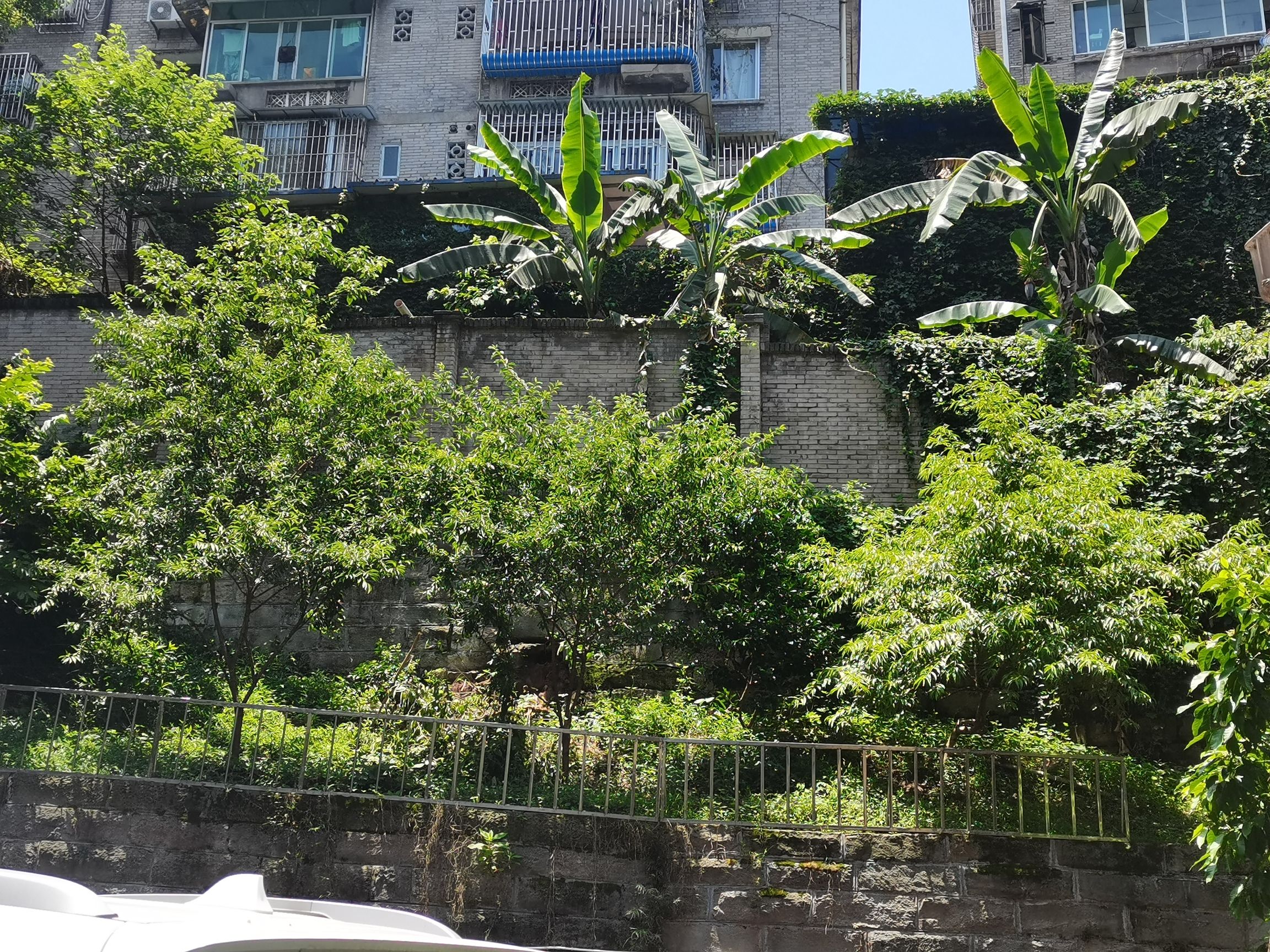 忠山公园旅行图片 2