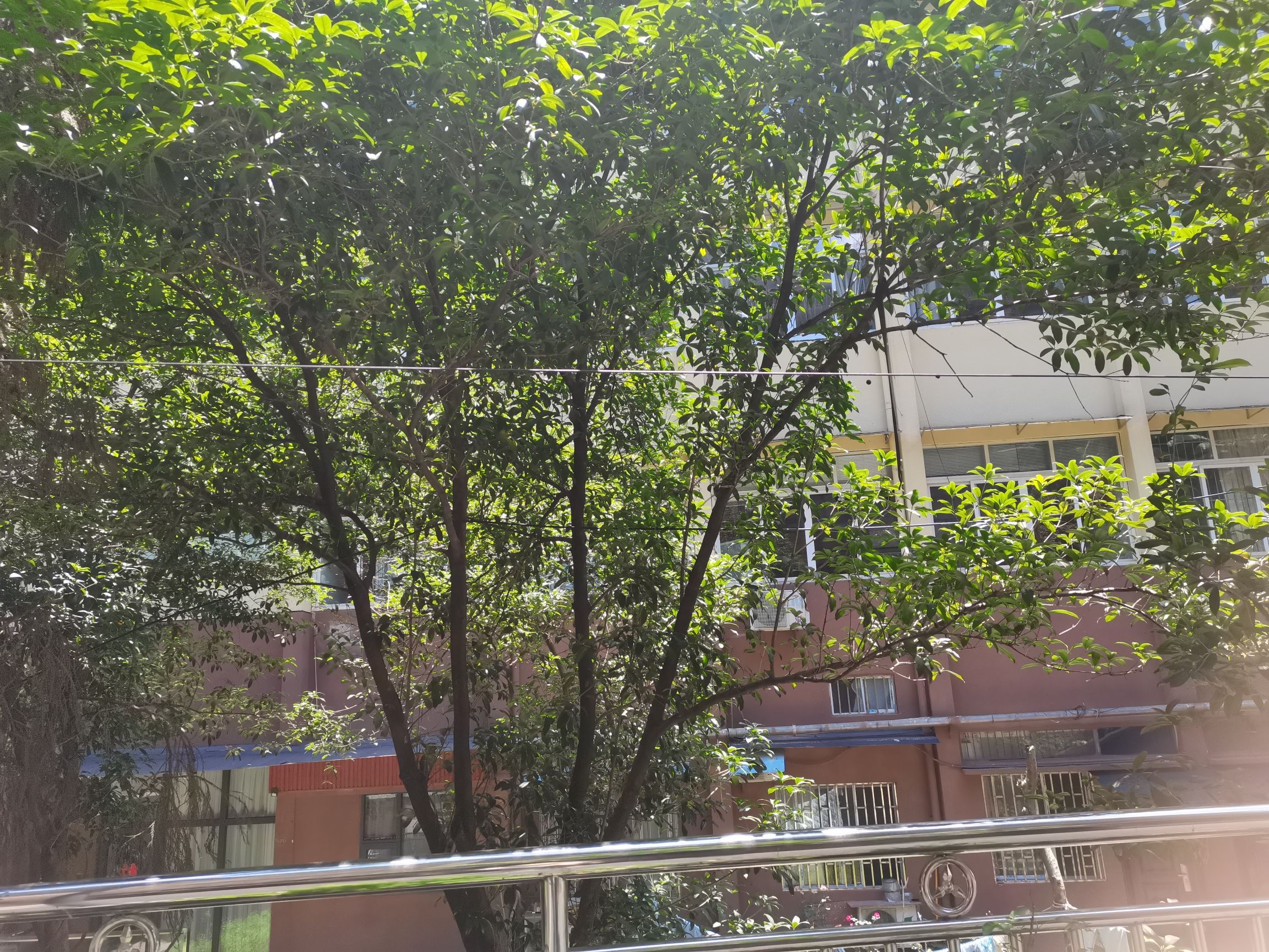 忠山公园旅行图片 3