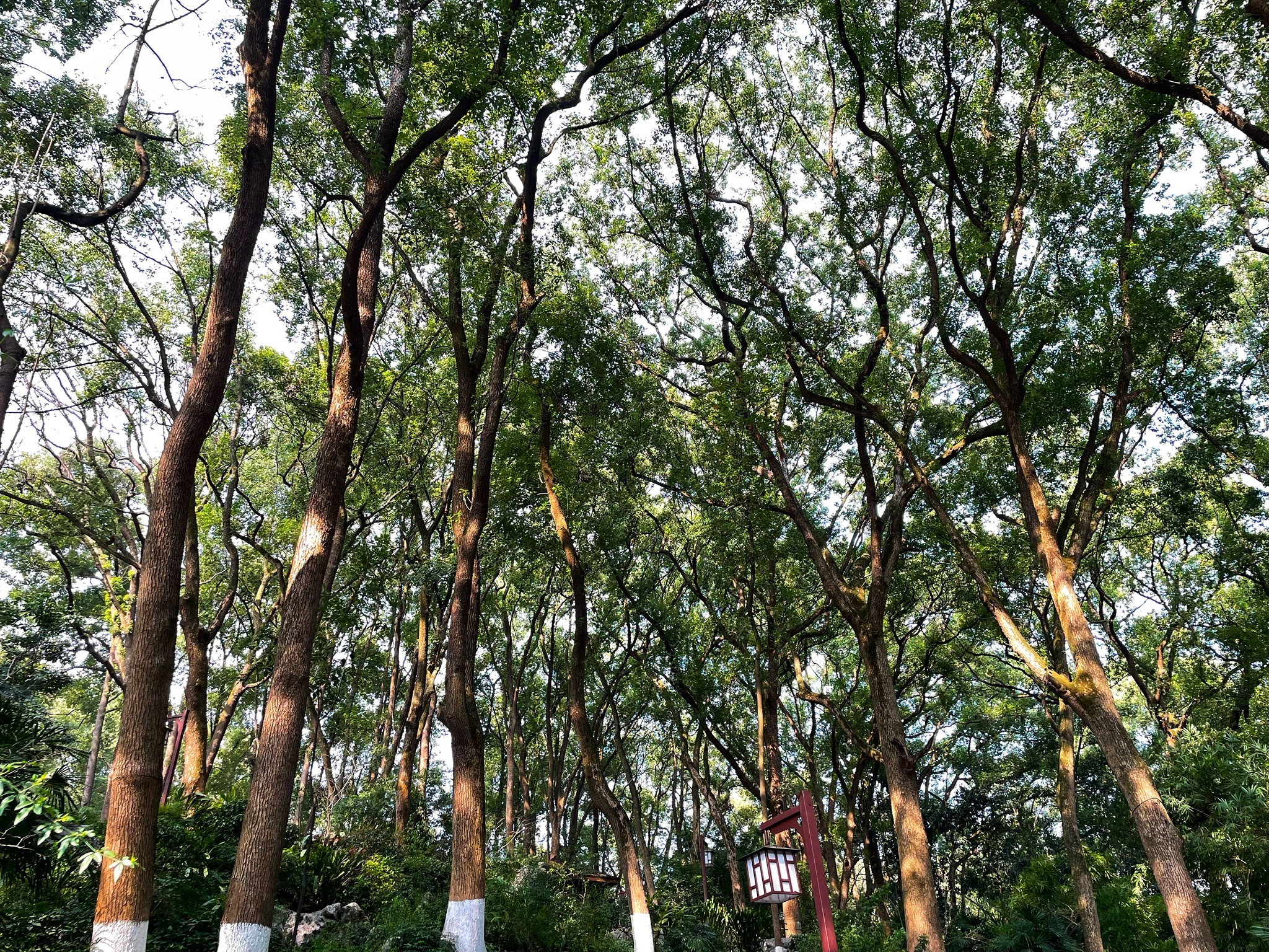 忠山公园旅行图片 3