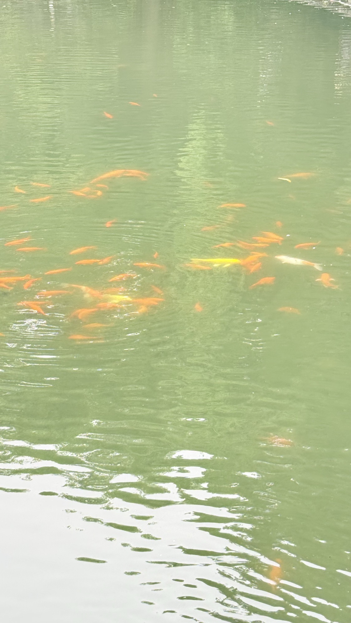 忠山公园旅行图片 1