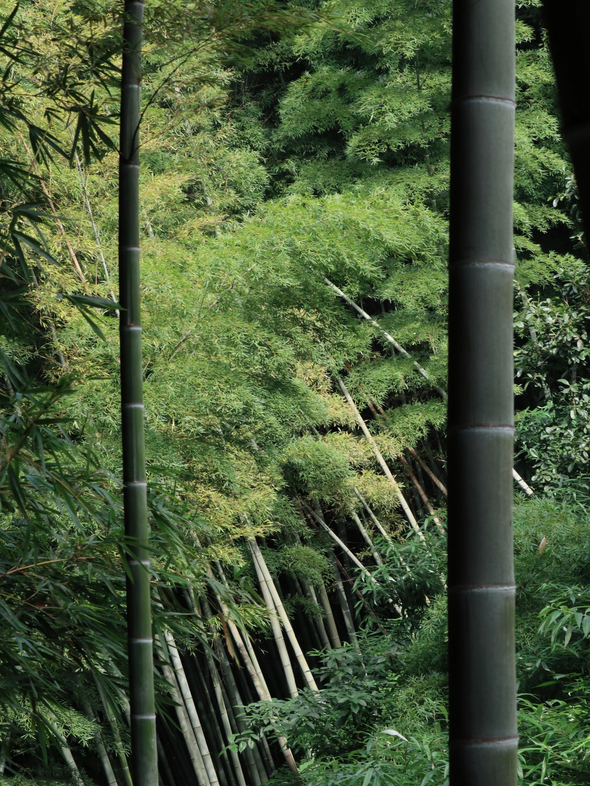 笔架山旅游区旅行图片 1