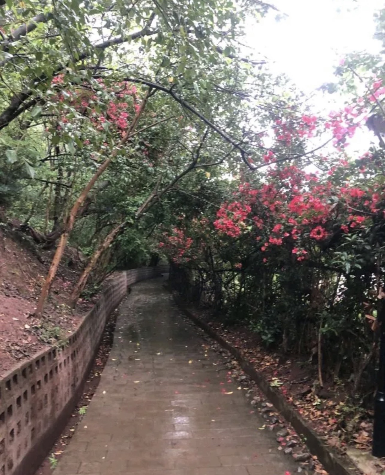 火星山森林公园旅行图片 3