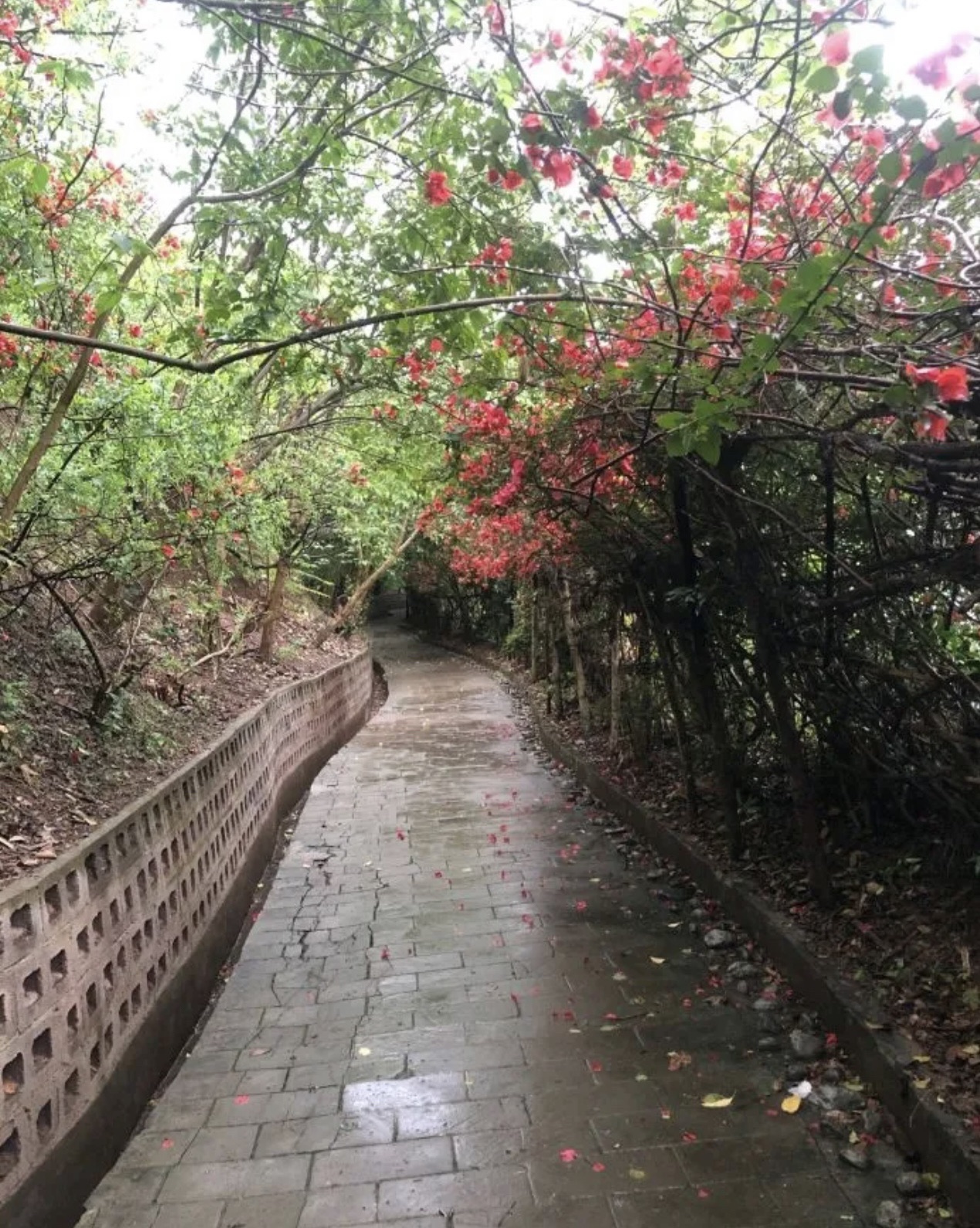 火星山森林公园旅行图片 1