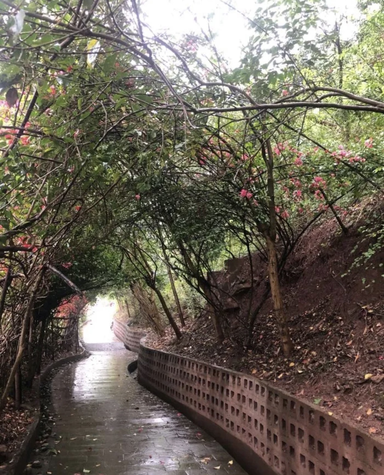 火星山森林公园旅行图片 2