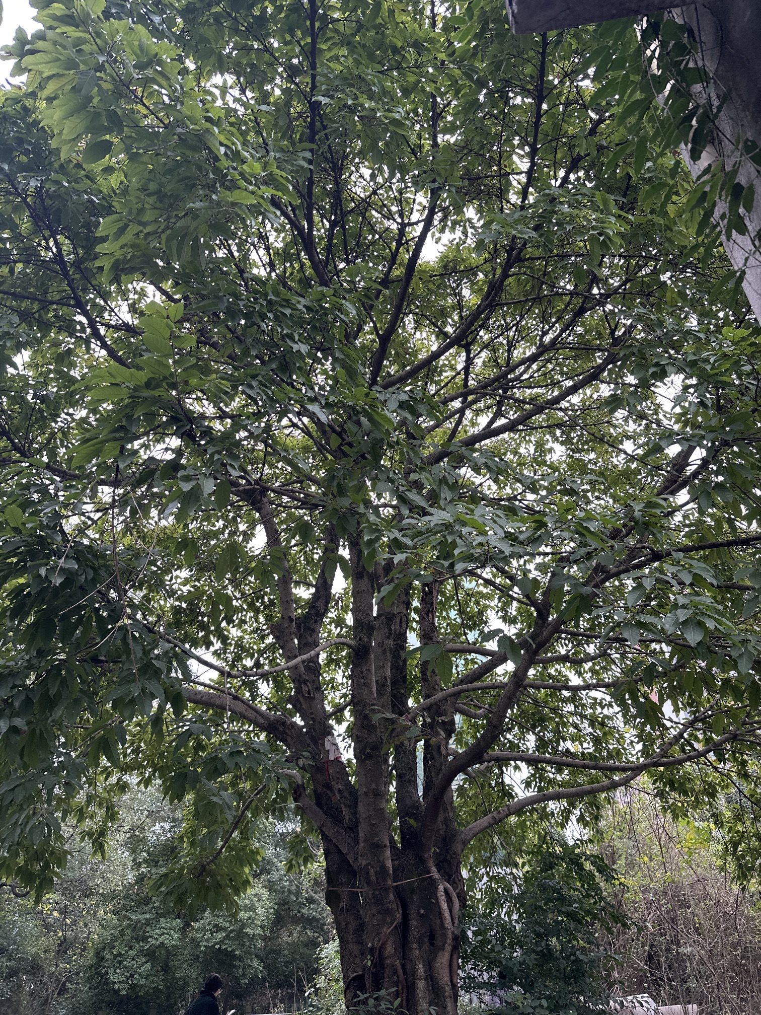 天仙硐景区旅行图片 2