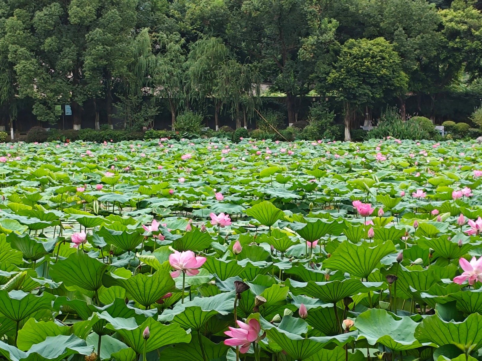 人民公园旅行图片 1