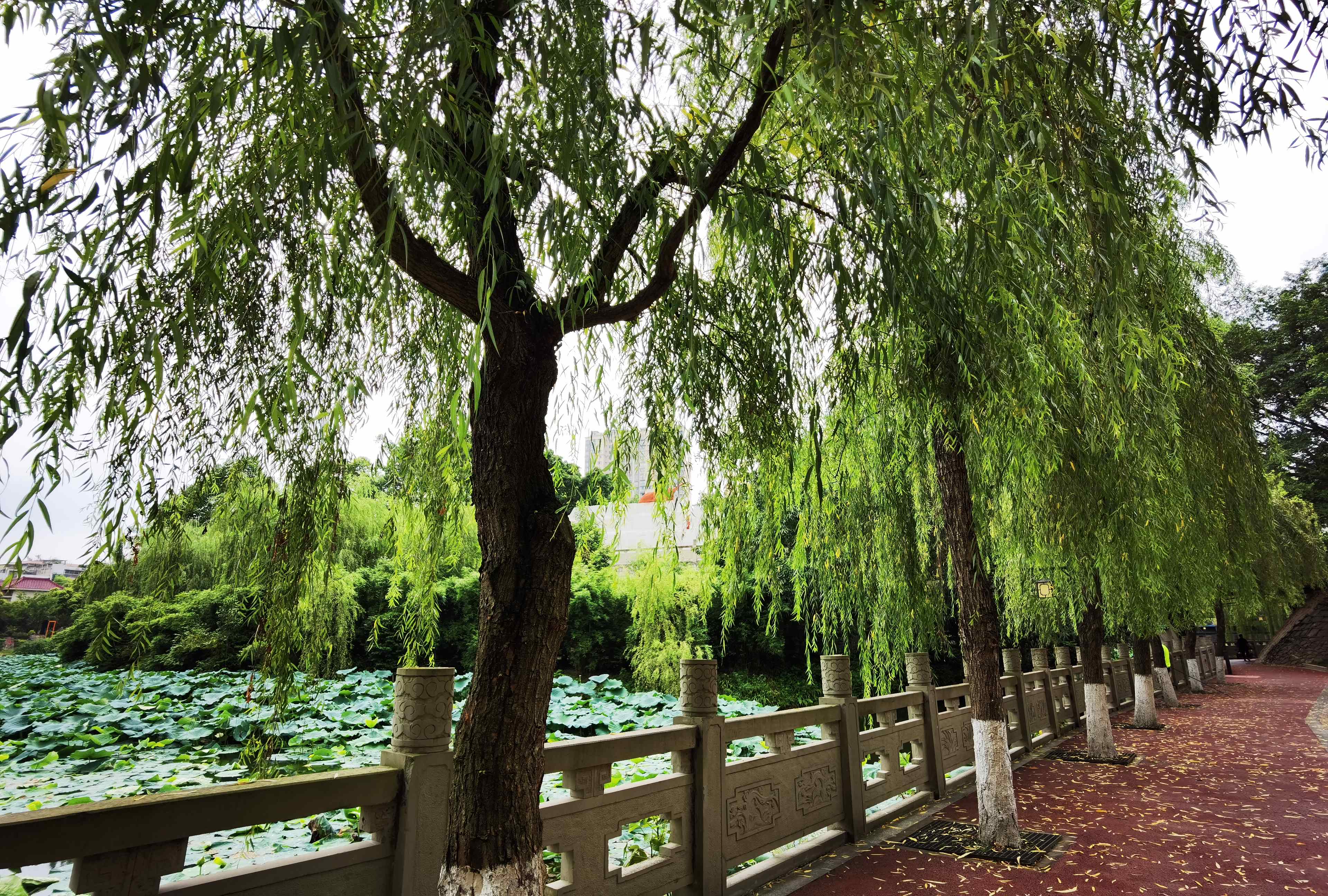 硕勋公园旅行图片 2