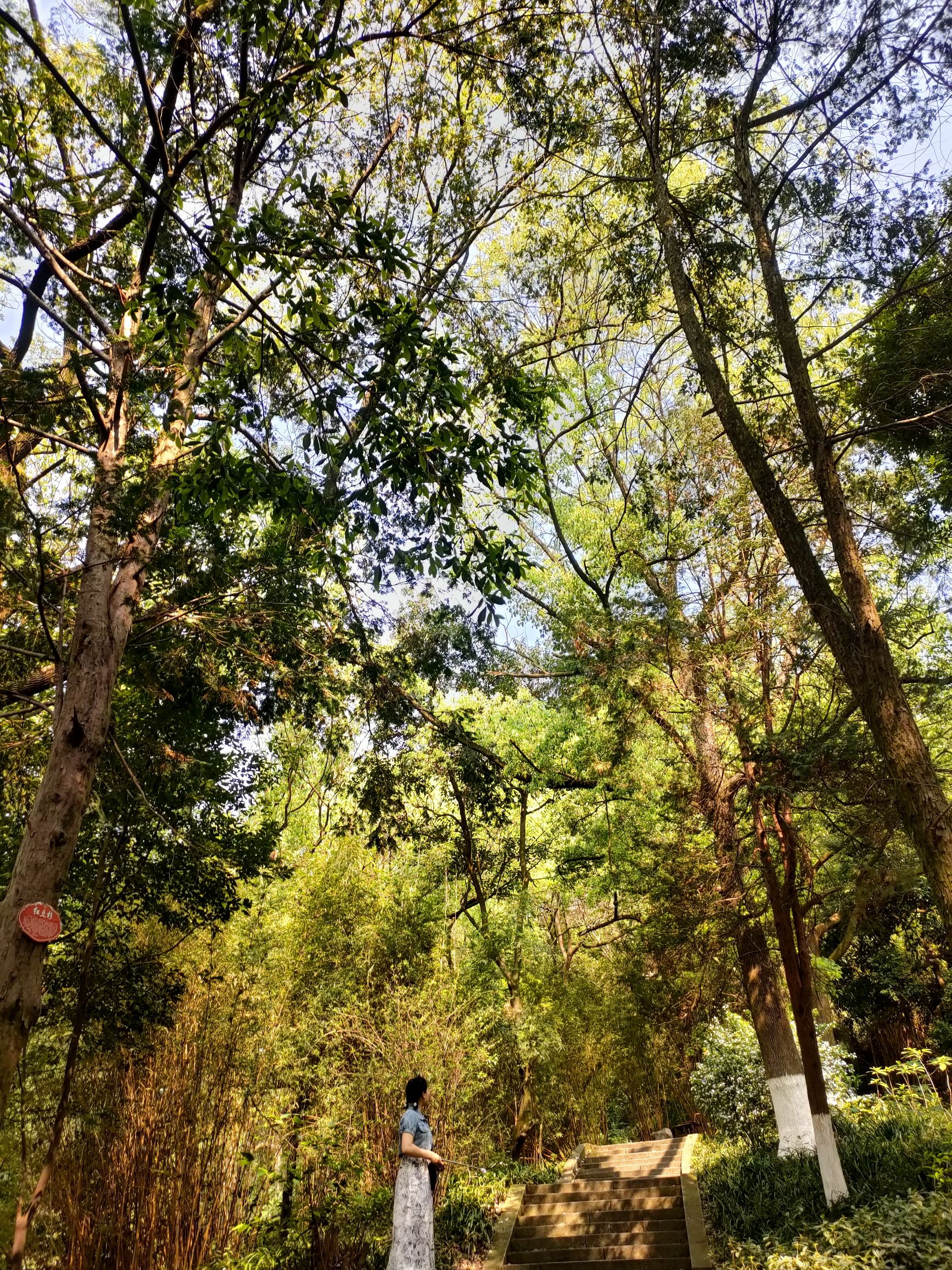 宜宾市翠屏山景区旅行图片 3