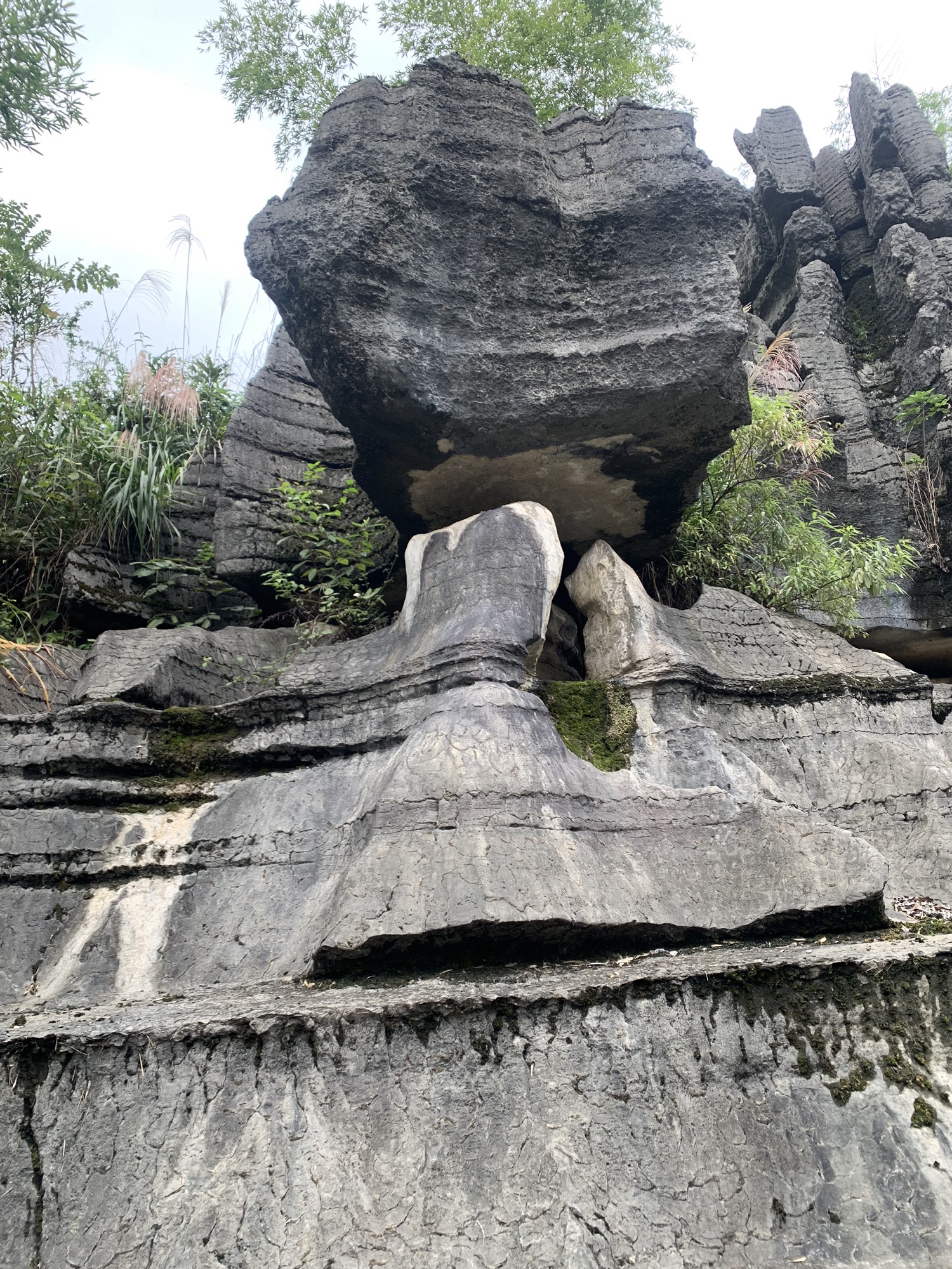 西部竹石林(暂停开放)旅行图片 2