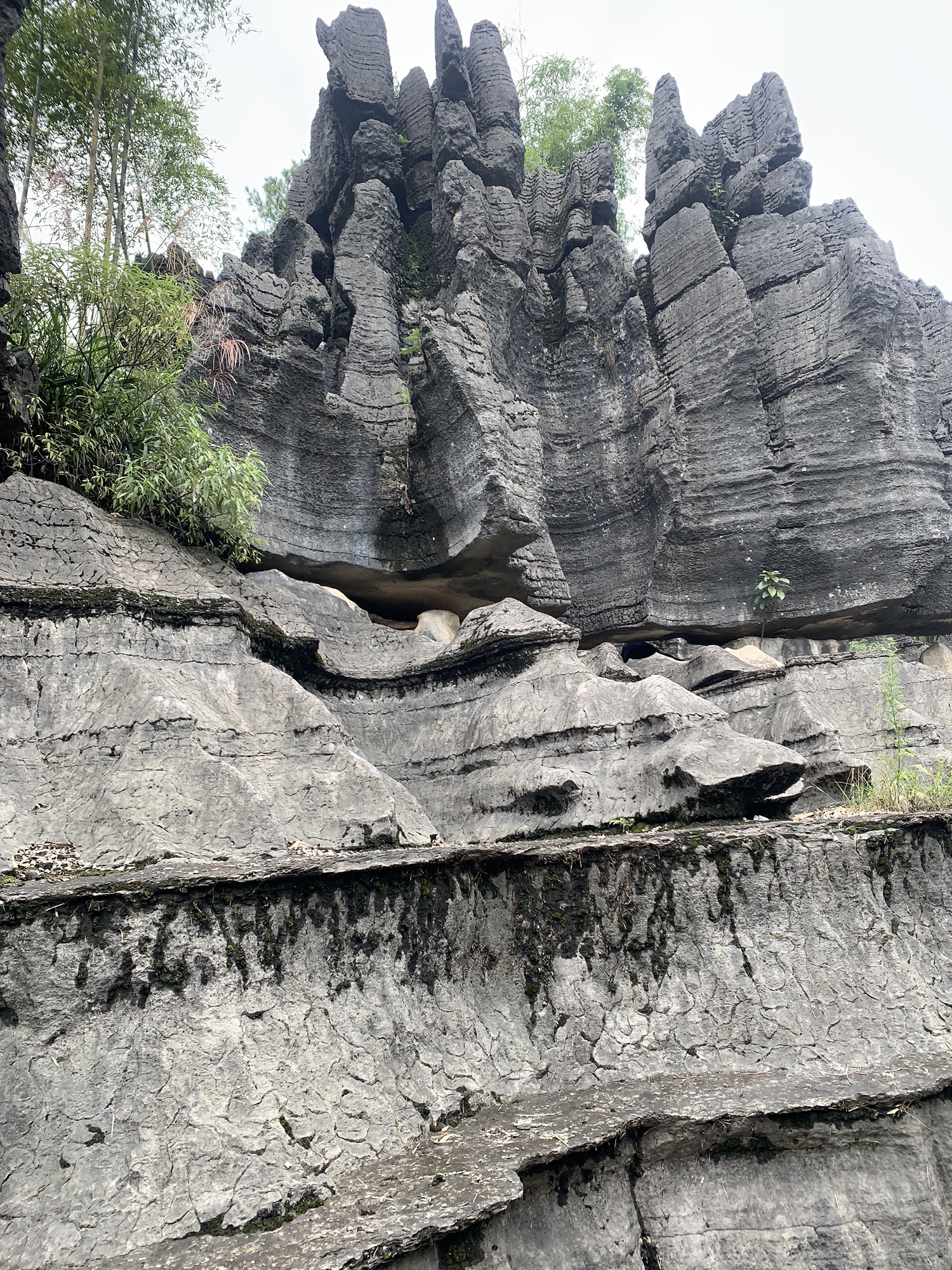 西部竹石林(暂停开放)旅行图片 3
