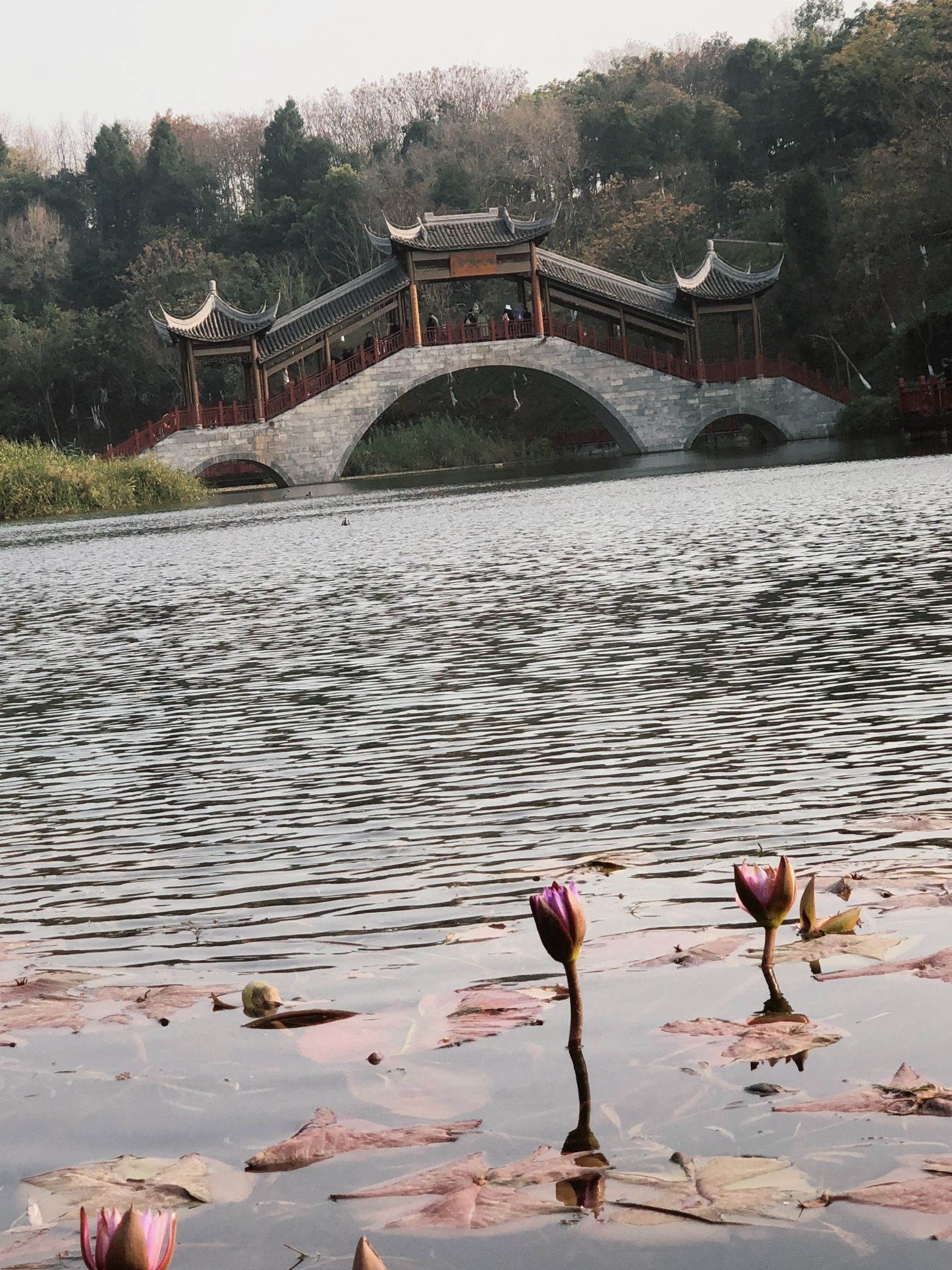 凤岭公园旅行图片 2
