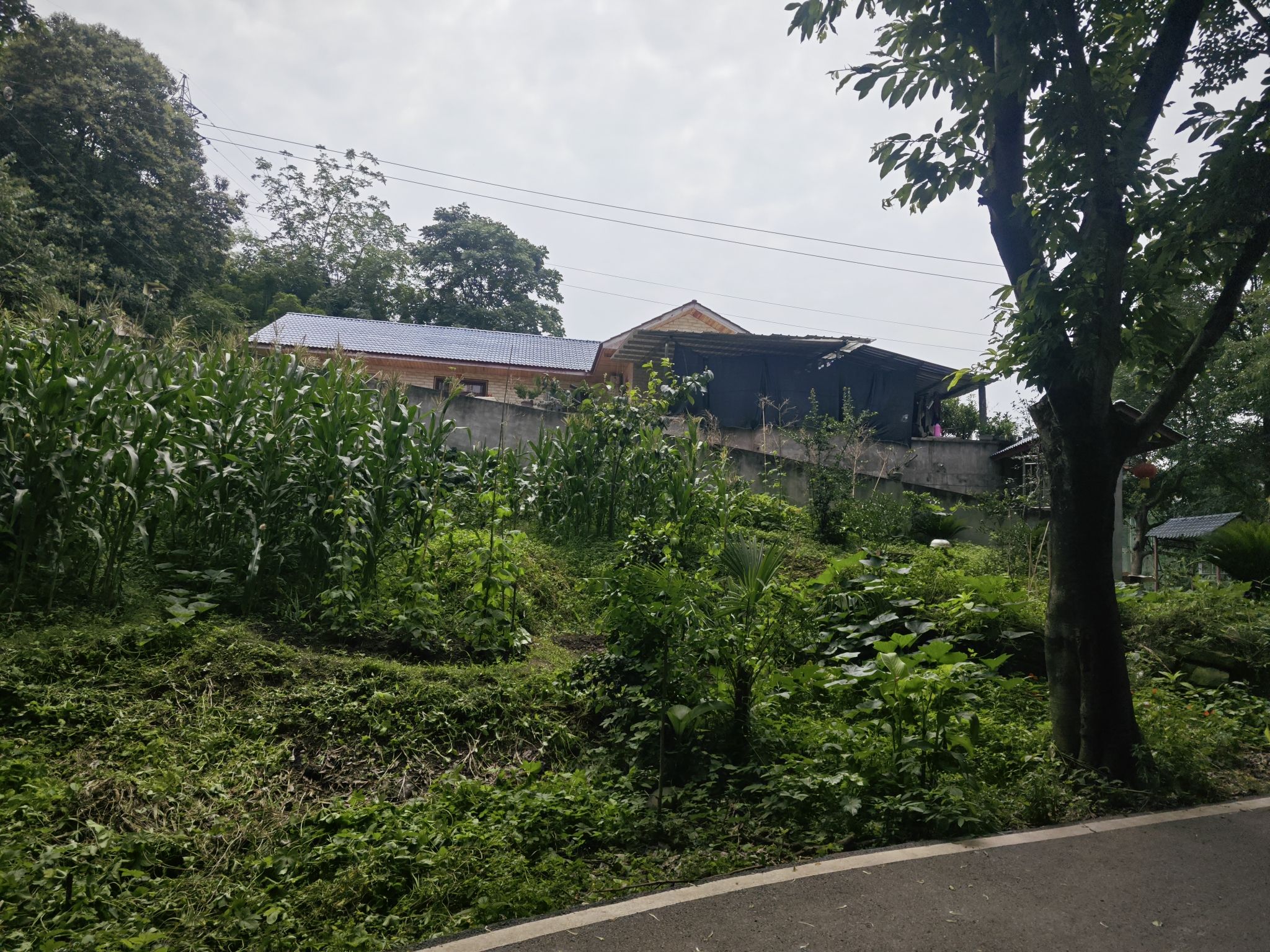菩提山公园旅行图片 2