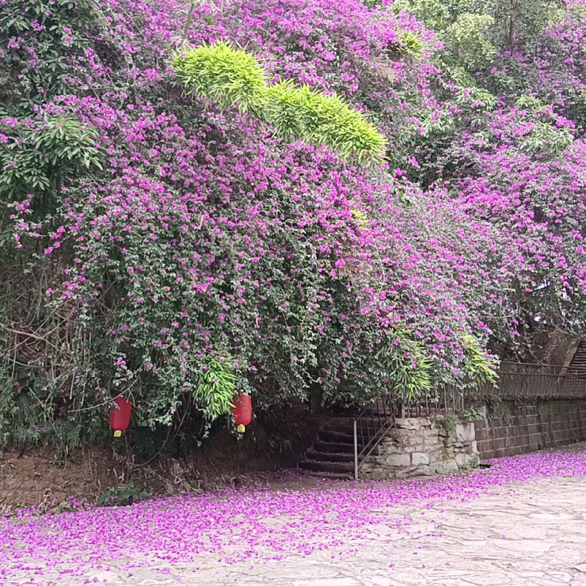 金鹰山庄旅行图片 1