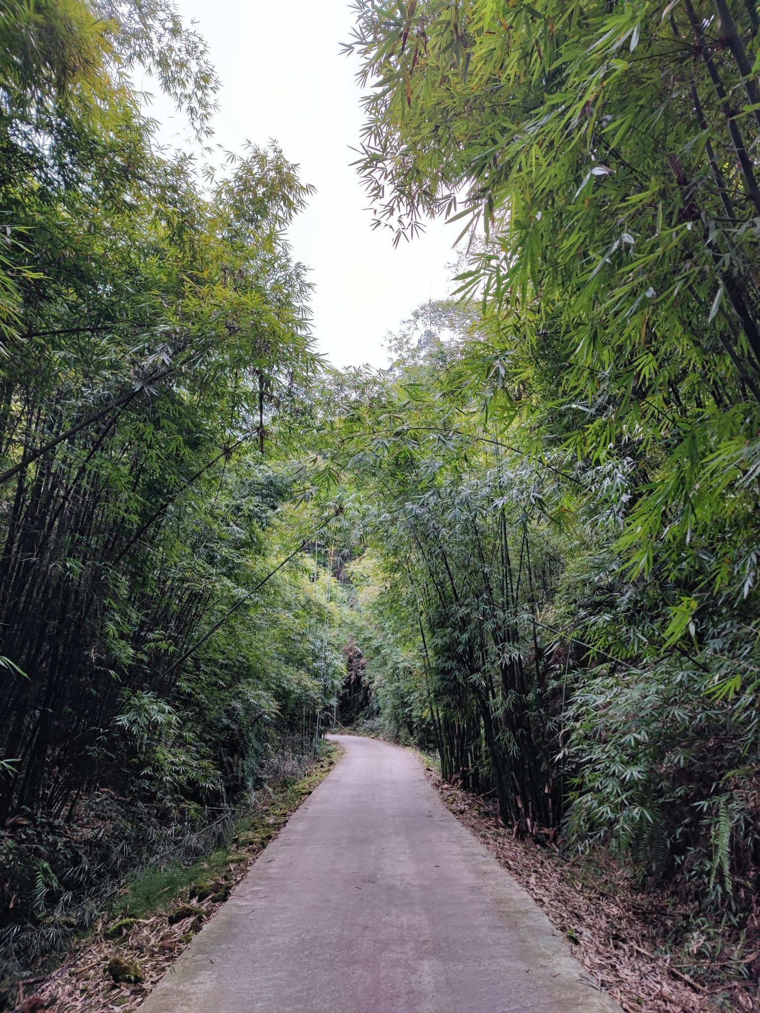 沐川竹海景区旅行图片 3