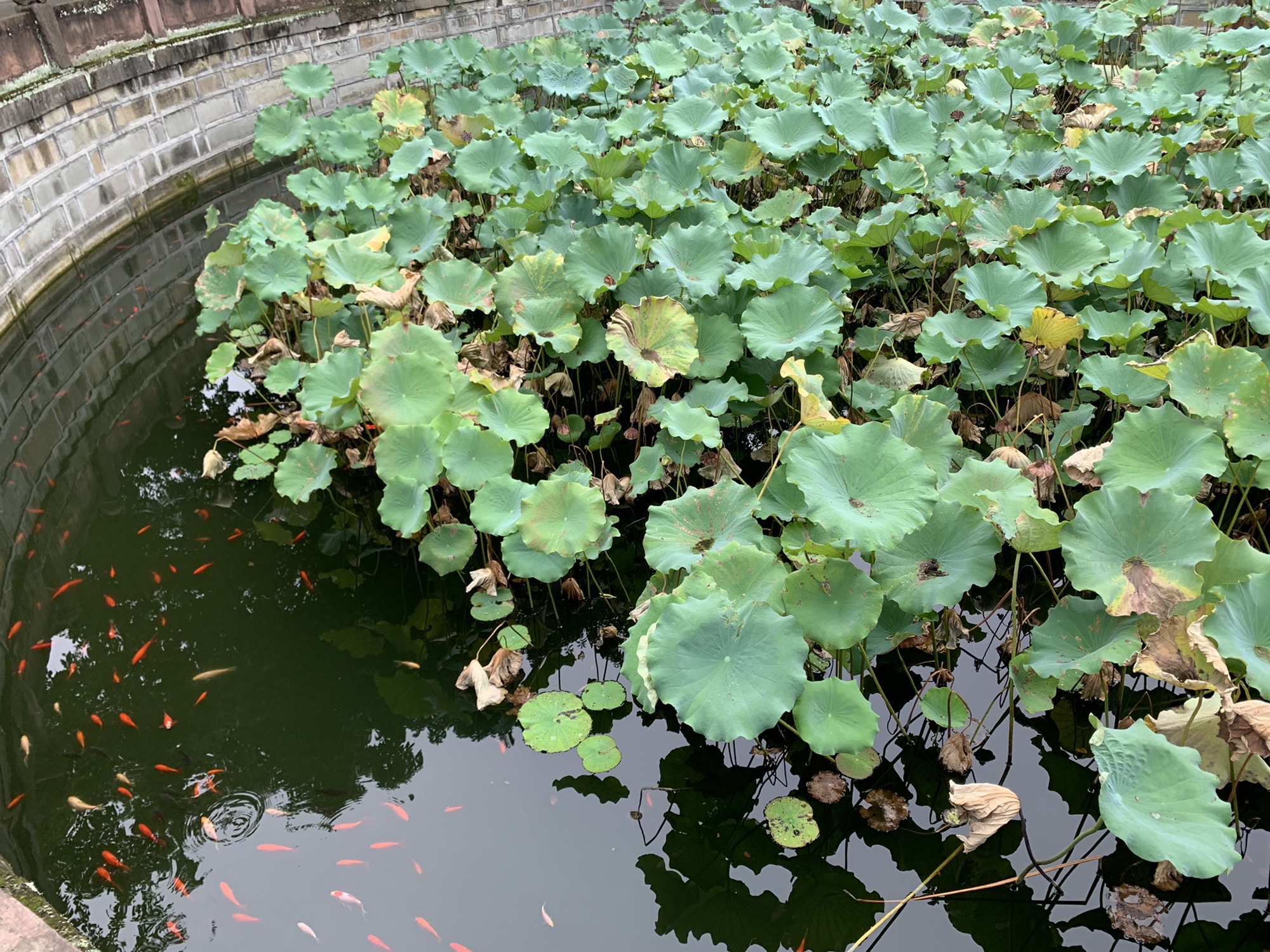 文庙景区旅行图片 2
