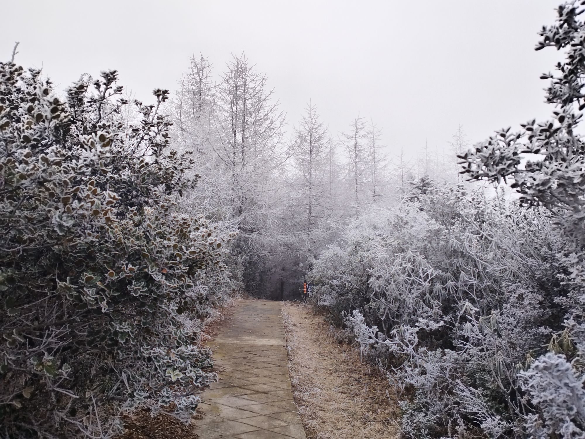 十万亩索玛花波洛景区旅行图片 2