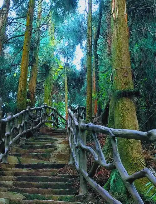 蒙顶山旅行图片 2