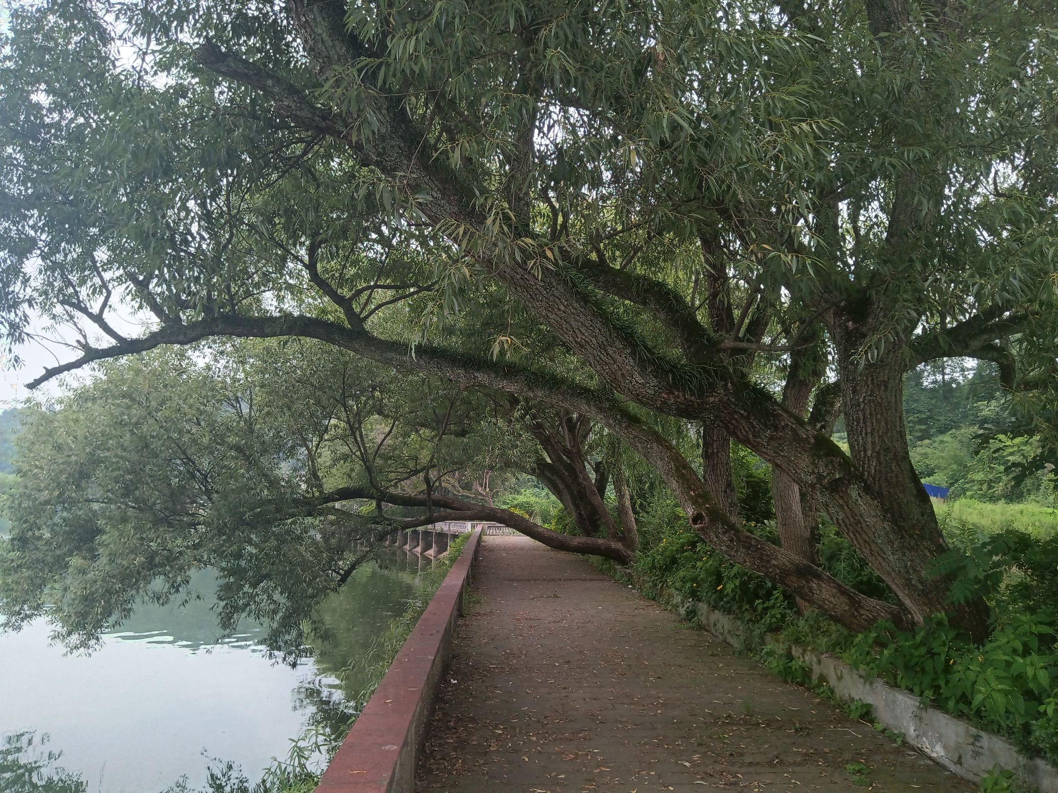 清漪湖旅游风景区旅行图片 3