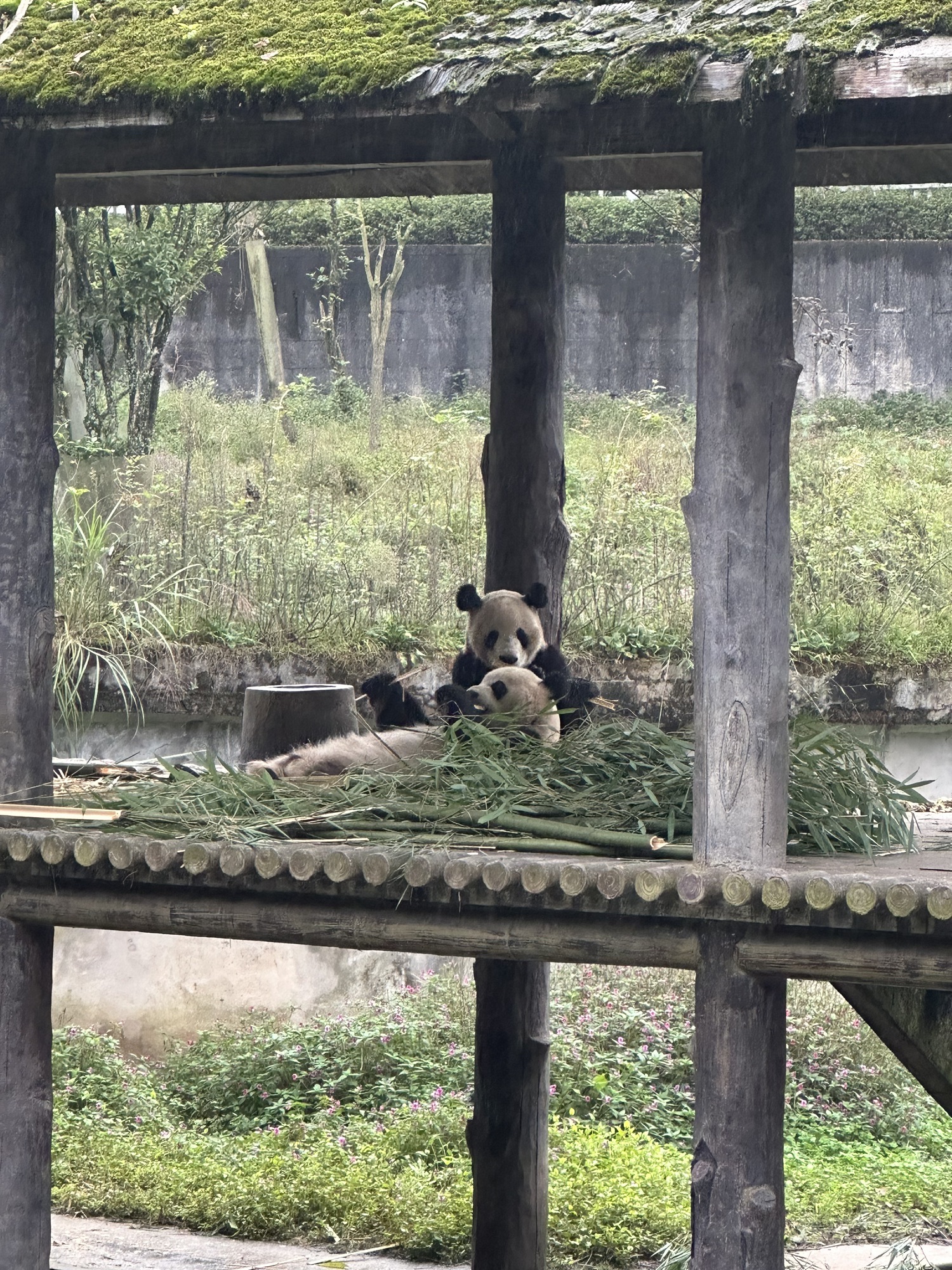 碧峰峡风景区旅行图片 3