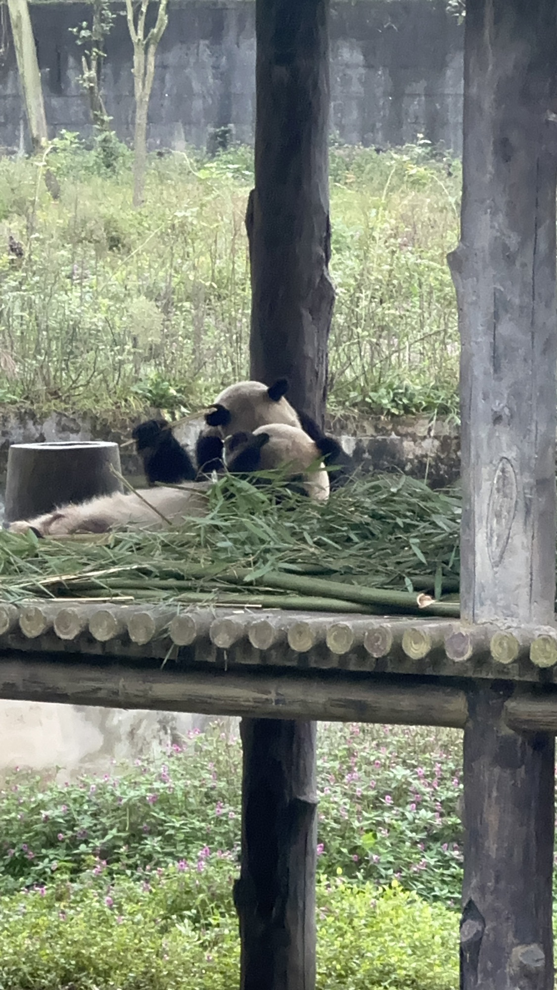碧峰峡风景区旅行图片 2