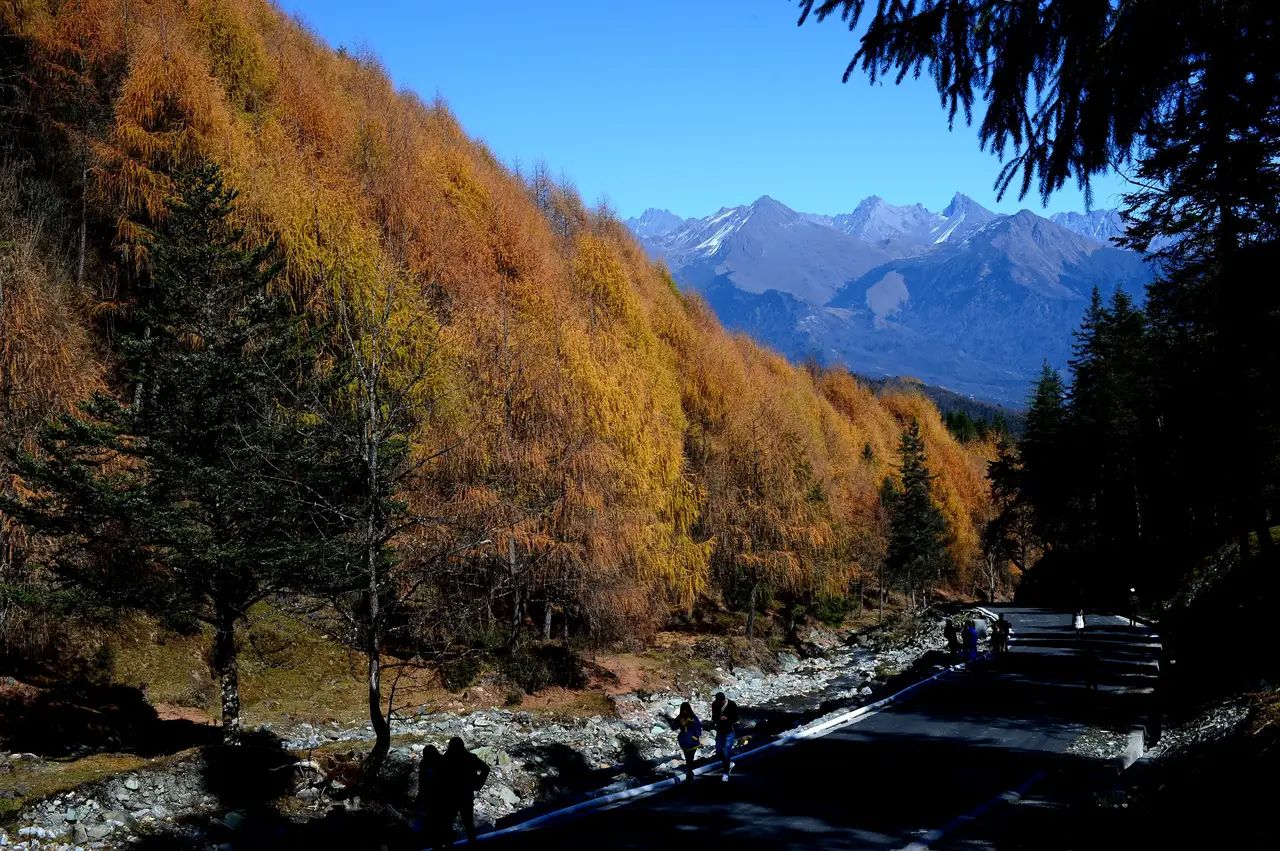 夹金山国家森林公园旅行图片 3