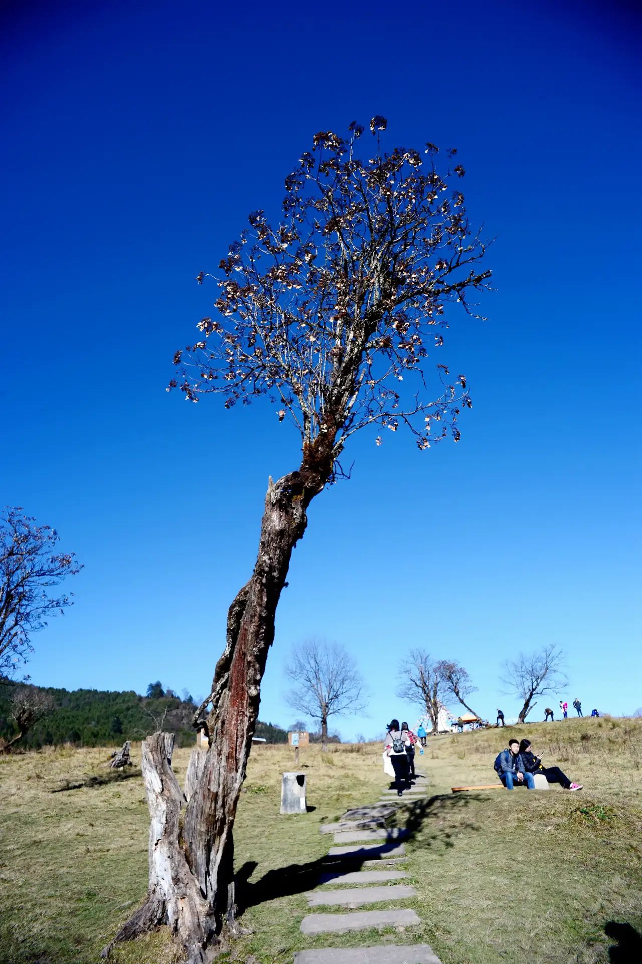 夹金山国家森林公园旅行图片 2
