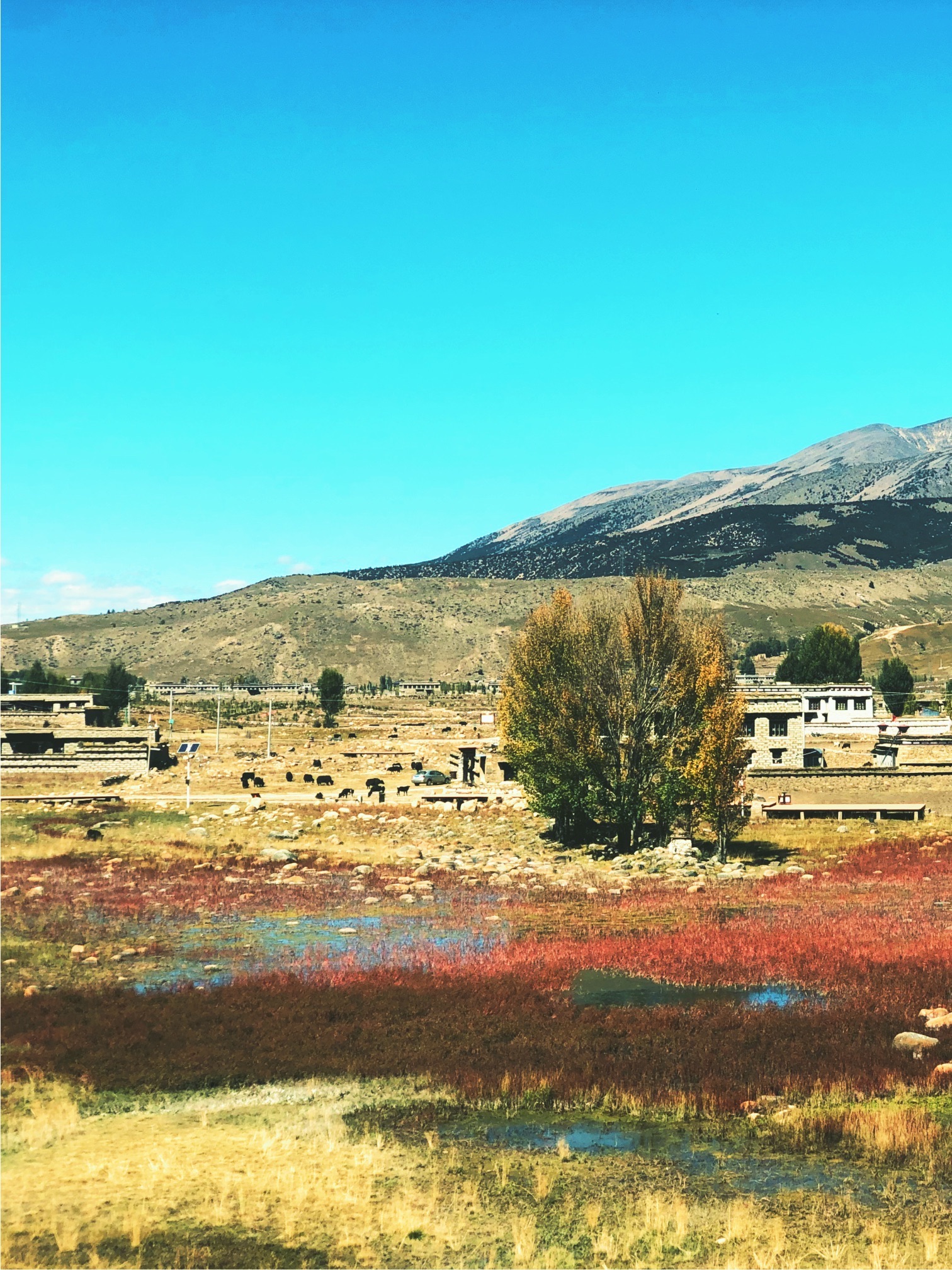 红草地旅行图片 3