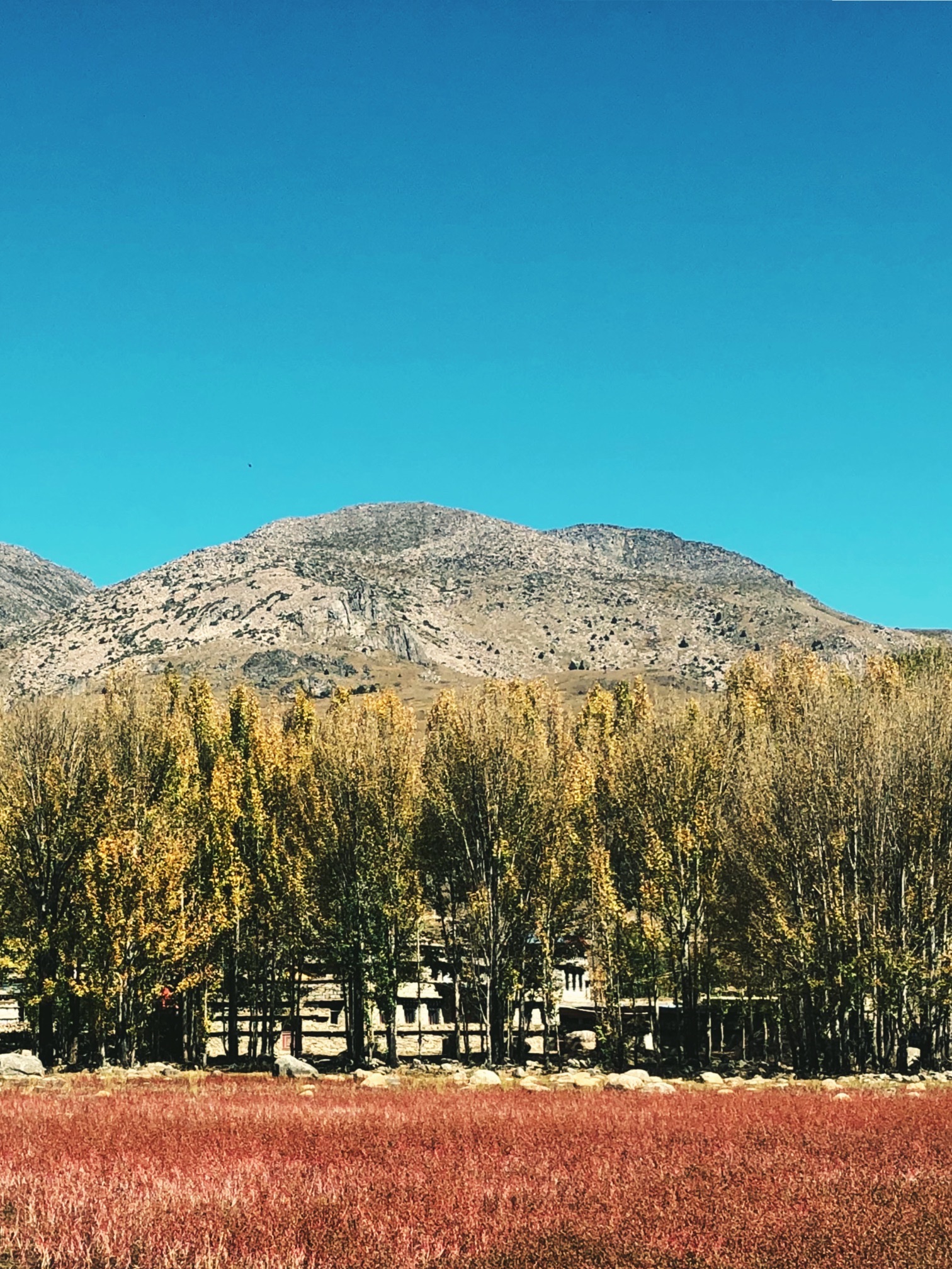红草地旅行图片 1