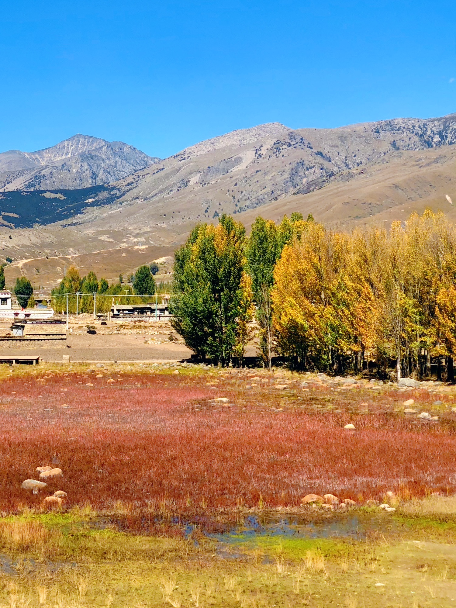 红草地旅行图片 2